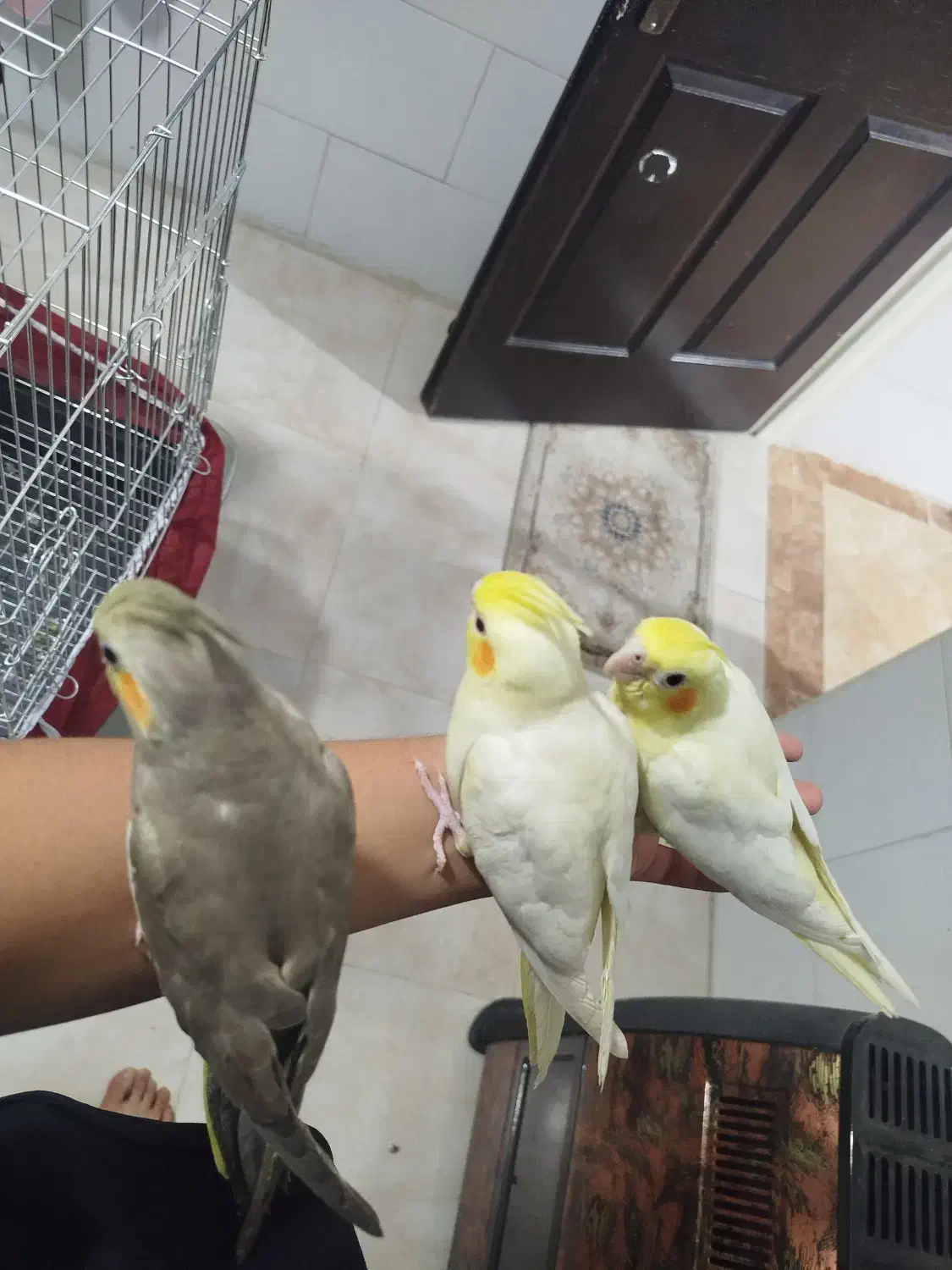 عروس هلندی|پرنده|کمیجان, |دیوار