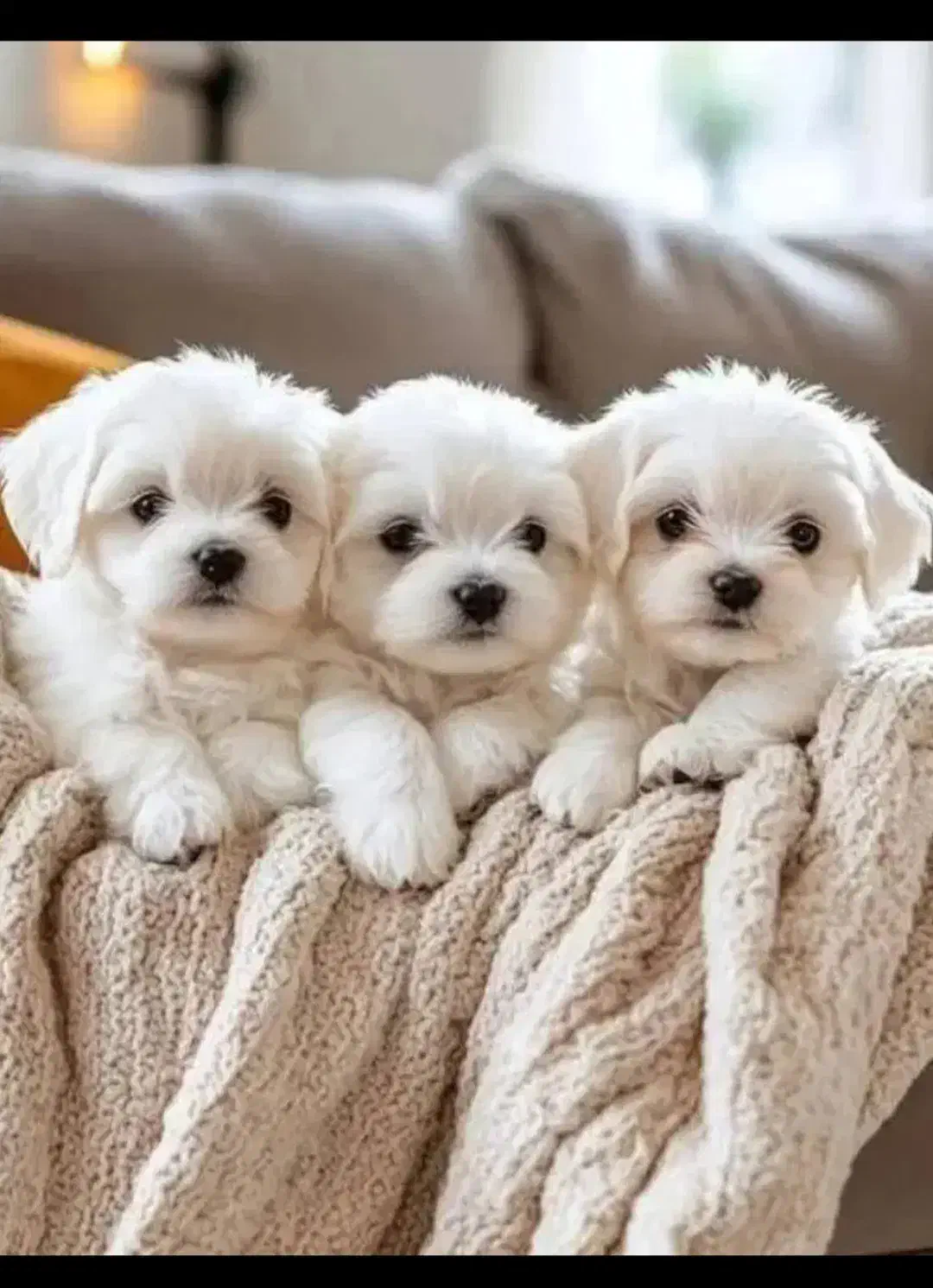 سگ پشمالو شیتزو مالتیز عروسکی سایز صفر|سگ|مشهد, مصلی (کارمندان اول)|دیوار