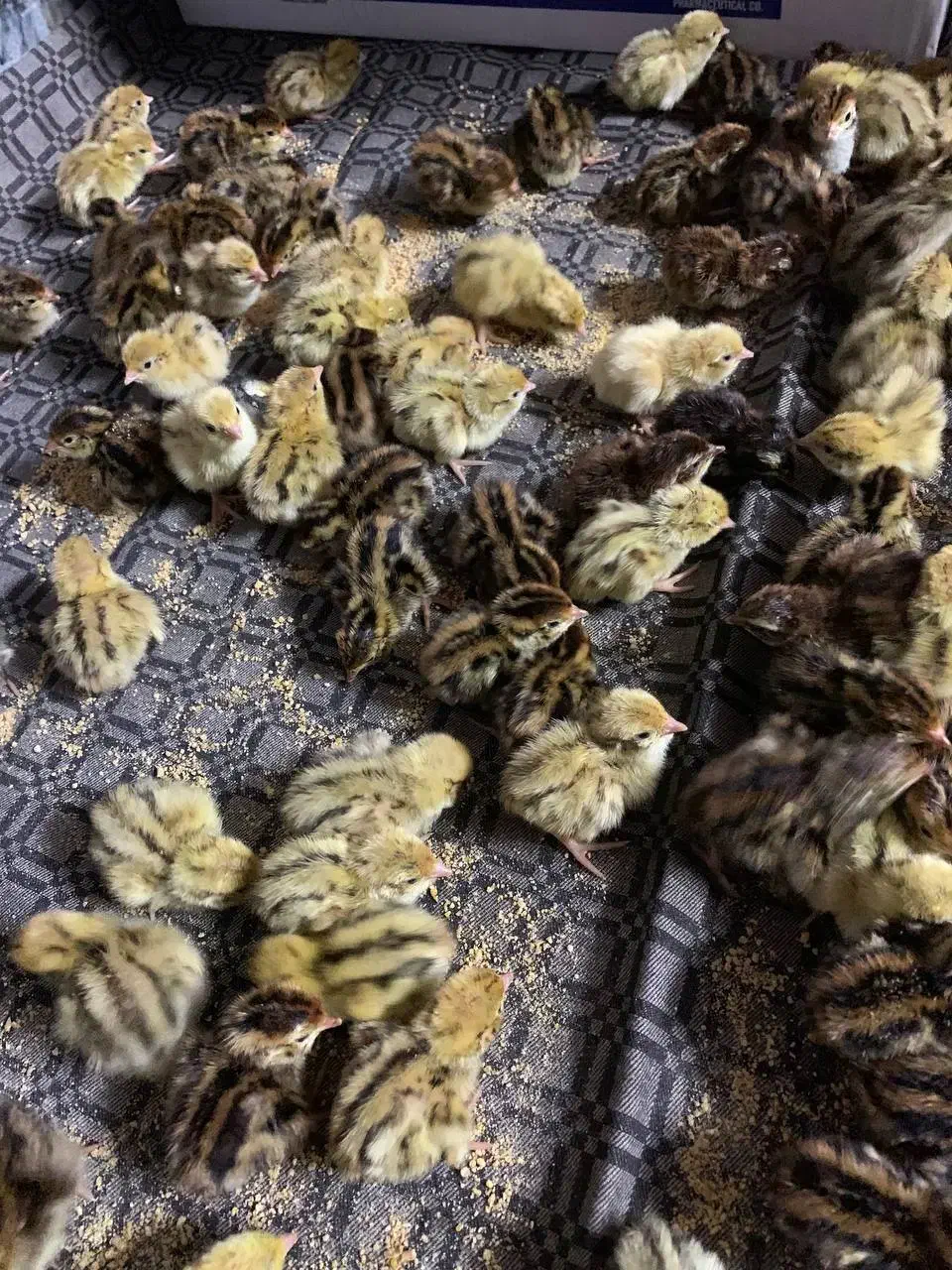 فروش جوجه بلدرچین|حیوانات مزرعه|گرگان, |دیوار