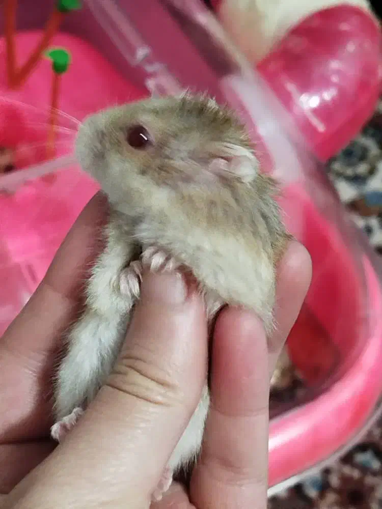 همستر سوری همراه با جزیره|موش و خرگوش|تهران, خاک سفید|دیوار