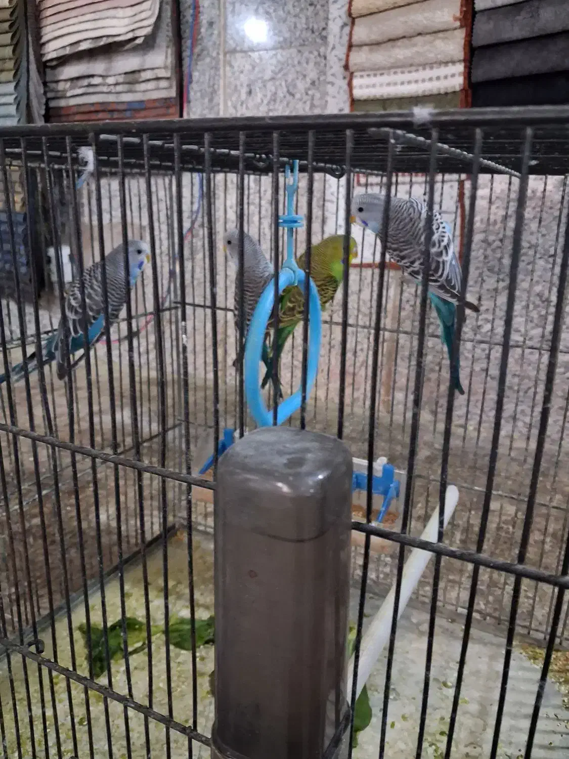 چند عدد جوجه مرغ عشق|پرنده|تهران, مجیدآباد|دیوار