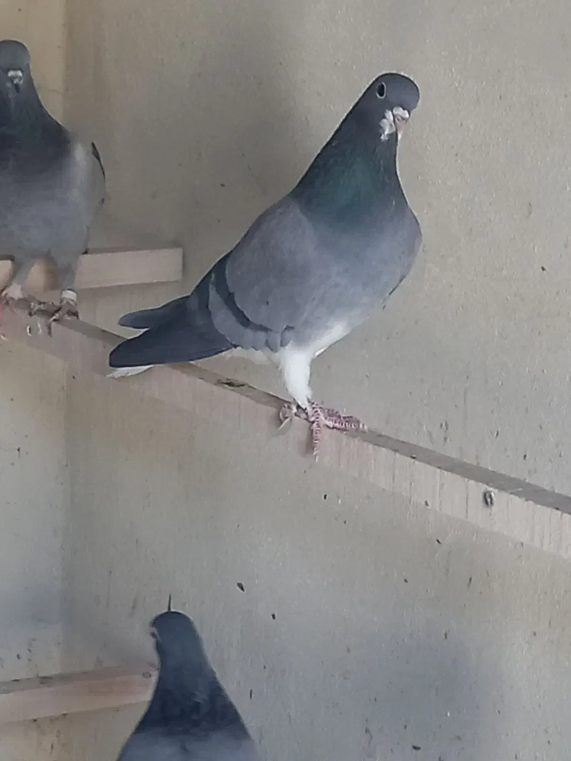 دمگیر|پرنده|خمینیشهر, |دیوار