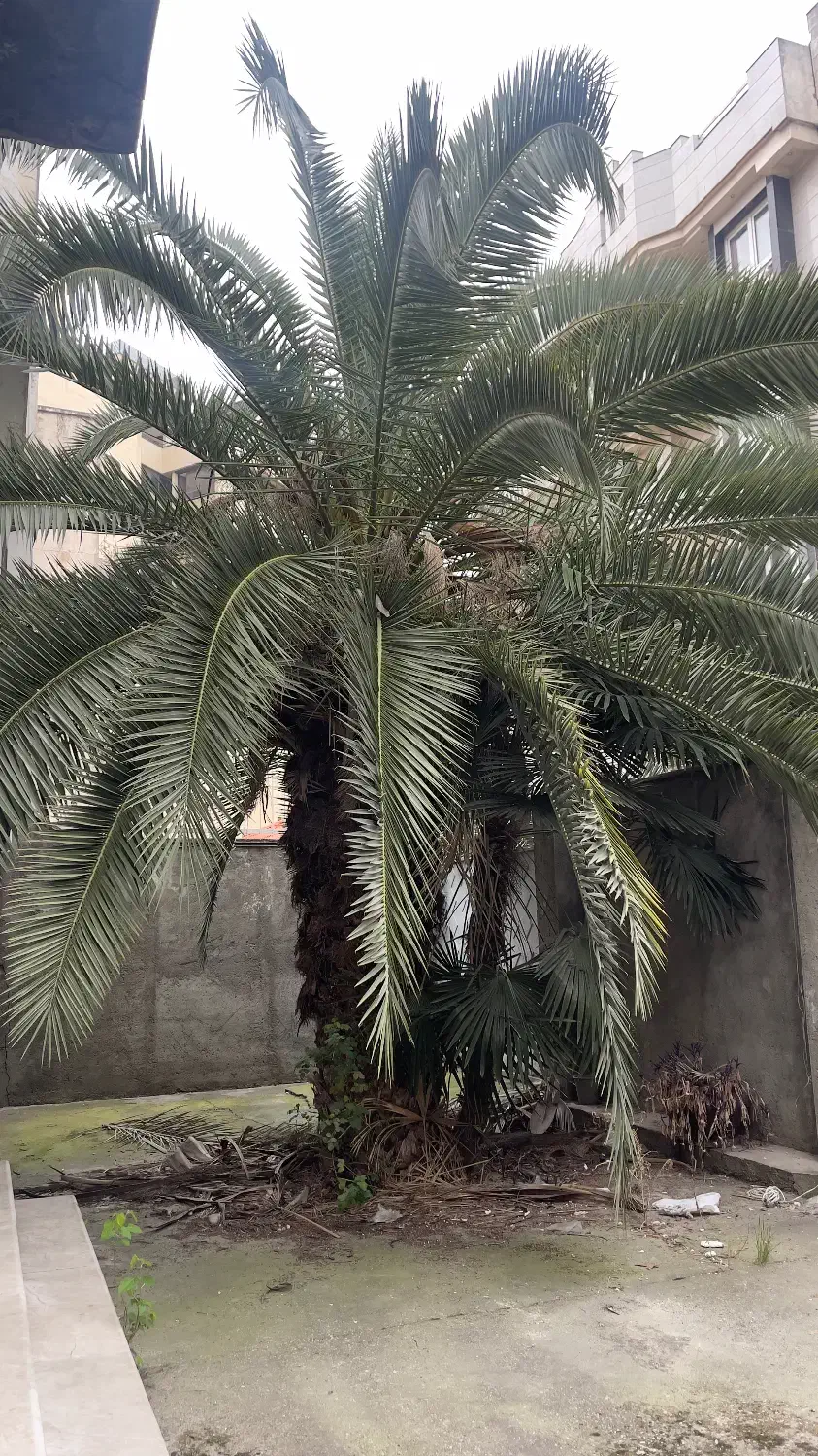 نخل فونیکس ۴۰ ساله|گل و گیاه طبیعی|ساری, |دیوار