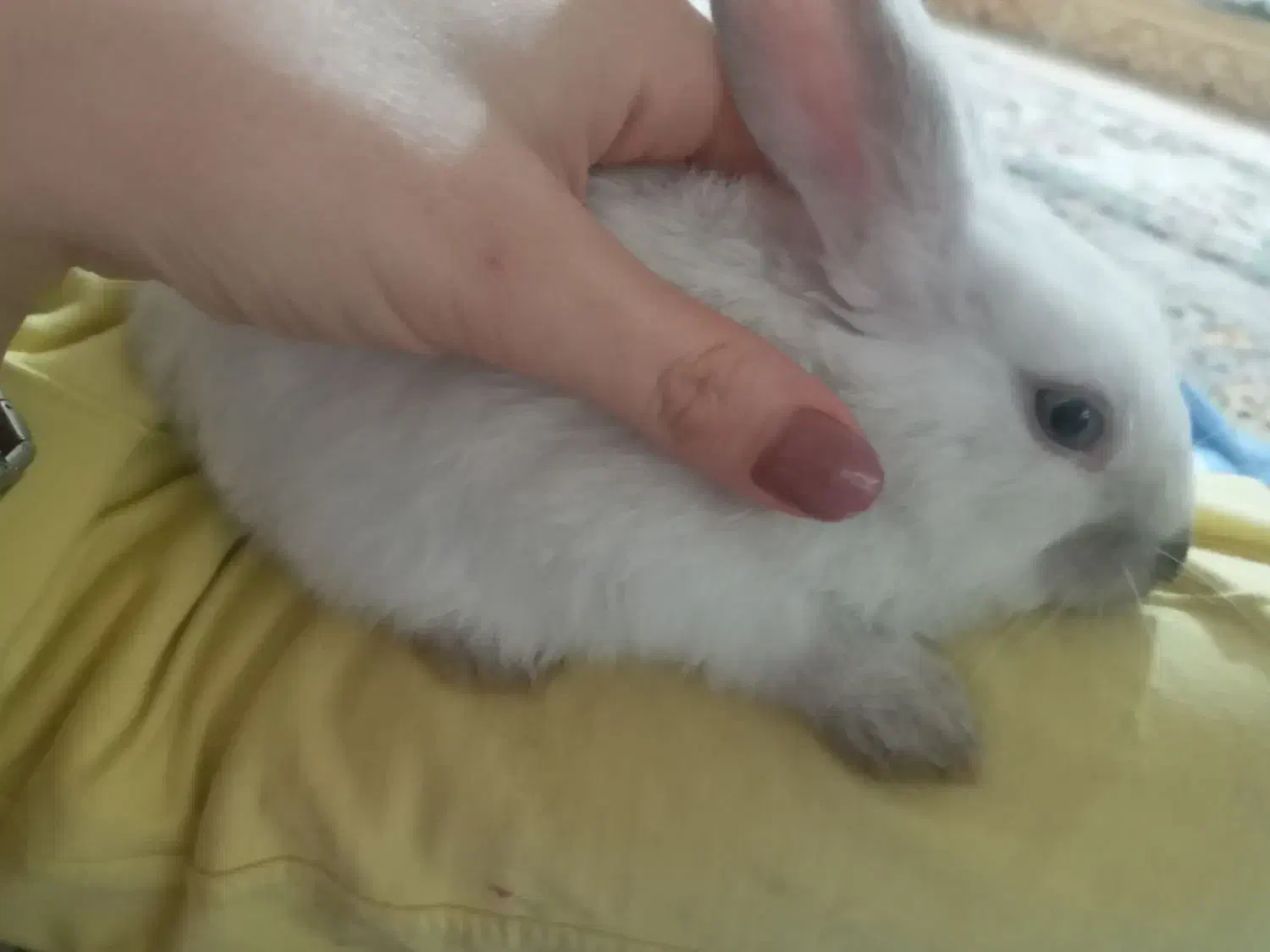 فروش خرگوش دستی|موش و خرگوش|گرگان, |دیوار