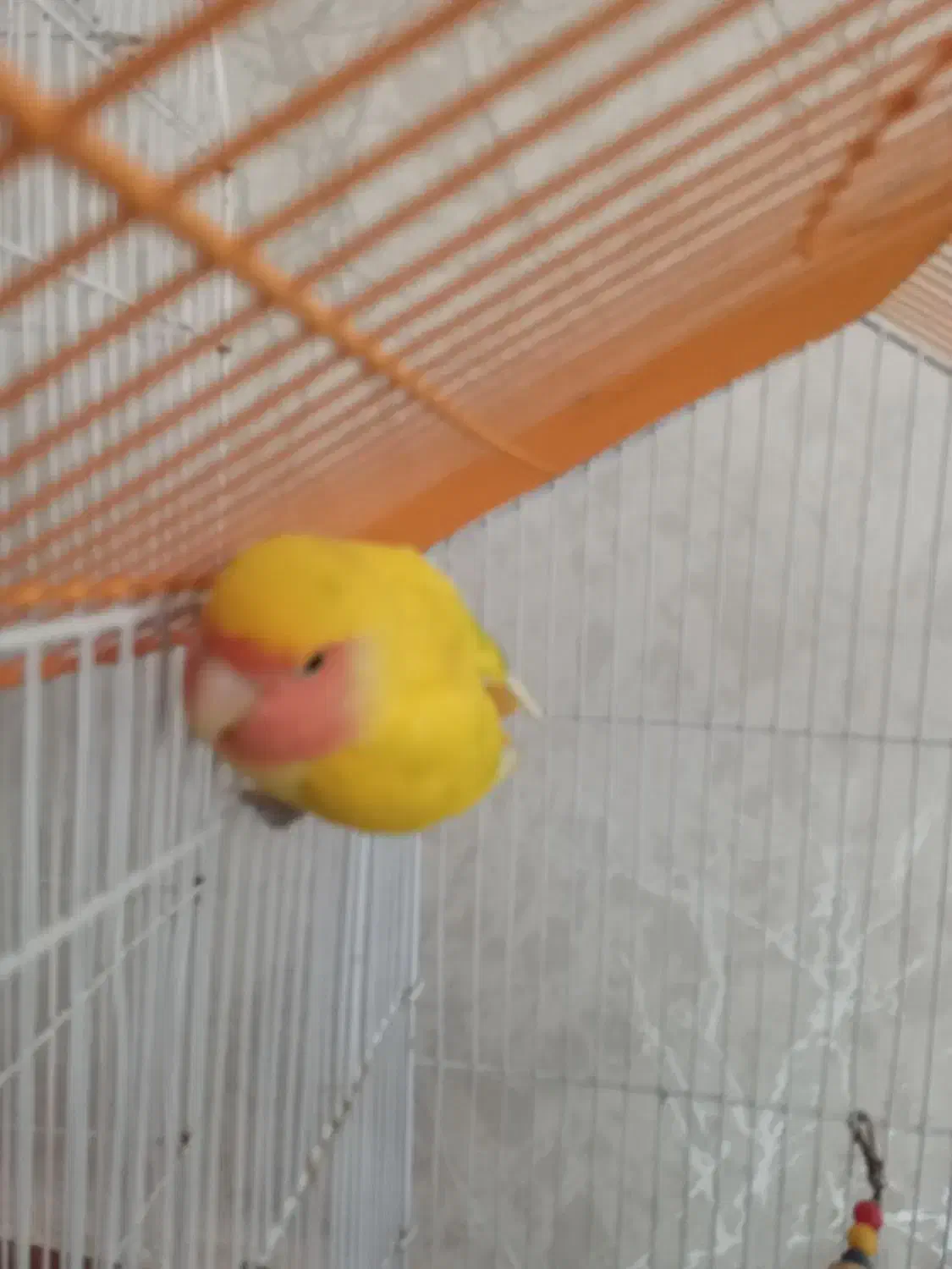 طوطی برزیلی|پرنده|اردبیل, |دیوار