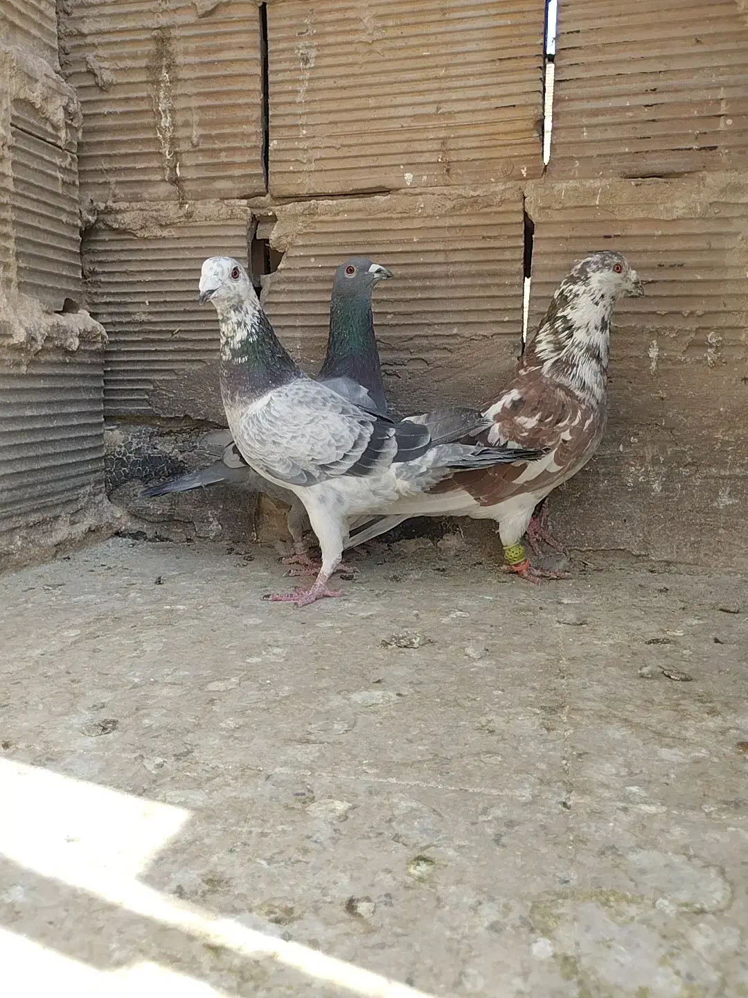 ۳ تا نر تعبیدی|پرنده|وحیدیه, |دیوار