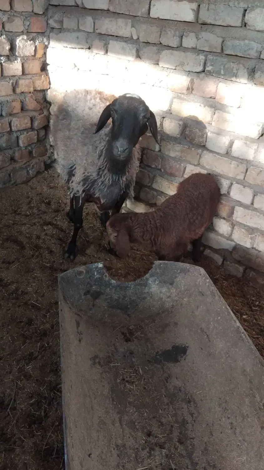 میش با بره و میش آبستن|حیوانات مزرعه|کاشان, درب اصفهان|دیوار