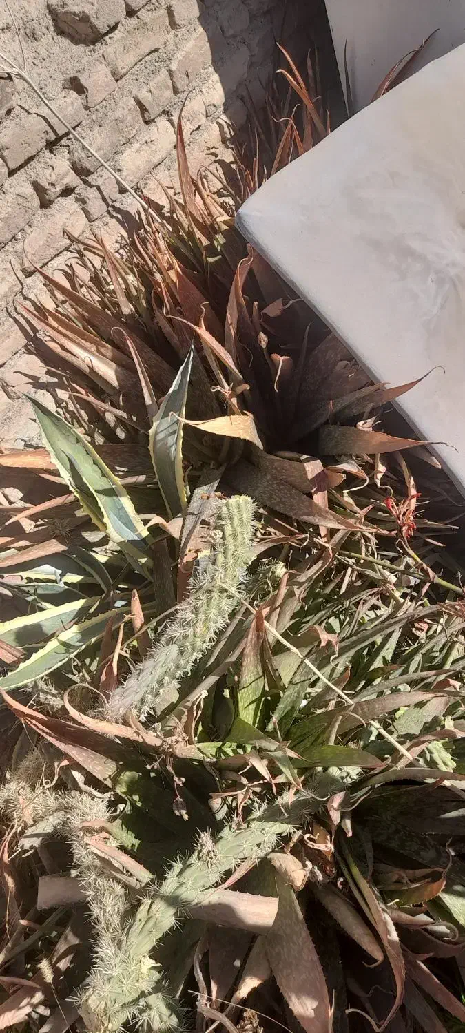 گل و گیاه|گل و گیاه طبیعی|بافت, |دیوار