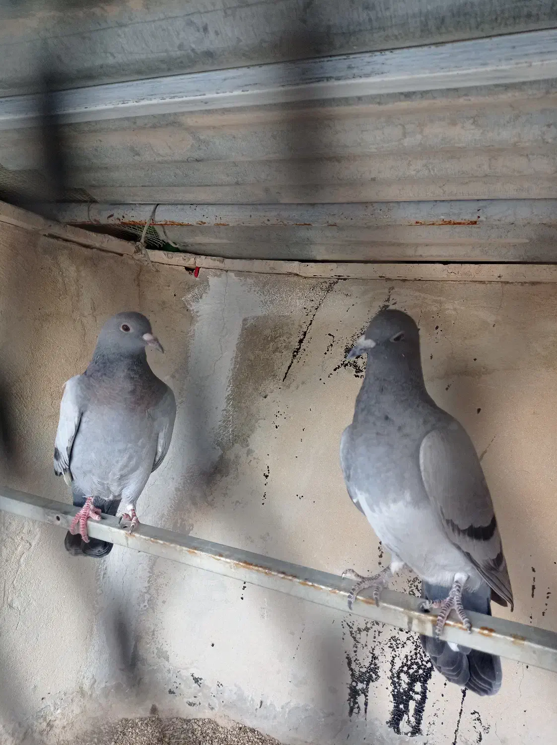 کبوتر سبز مسافتی|پرنده|شنبه و طسوج, |دیوار