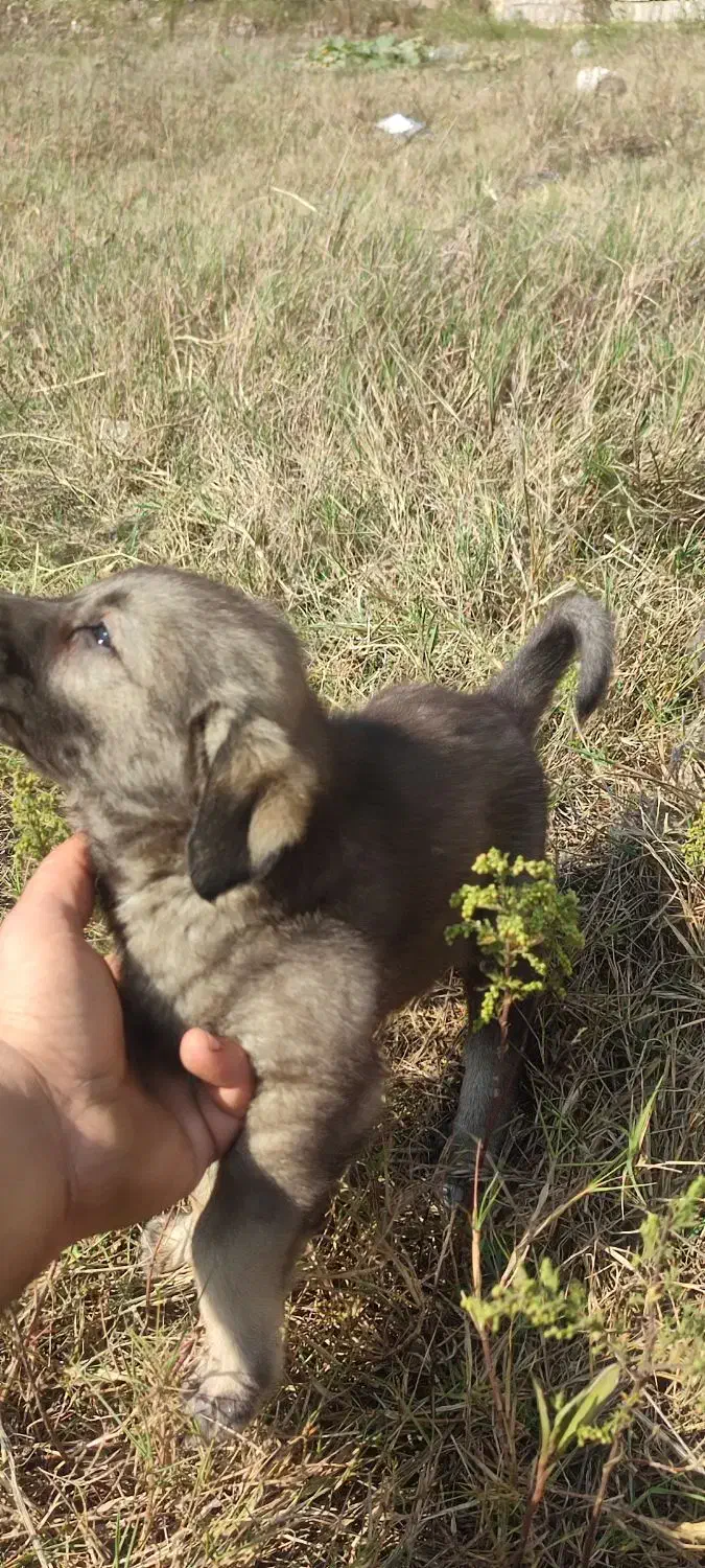 واگذاری سگ|سگ|رستمآباد, |دیوار