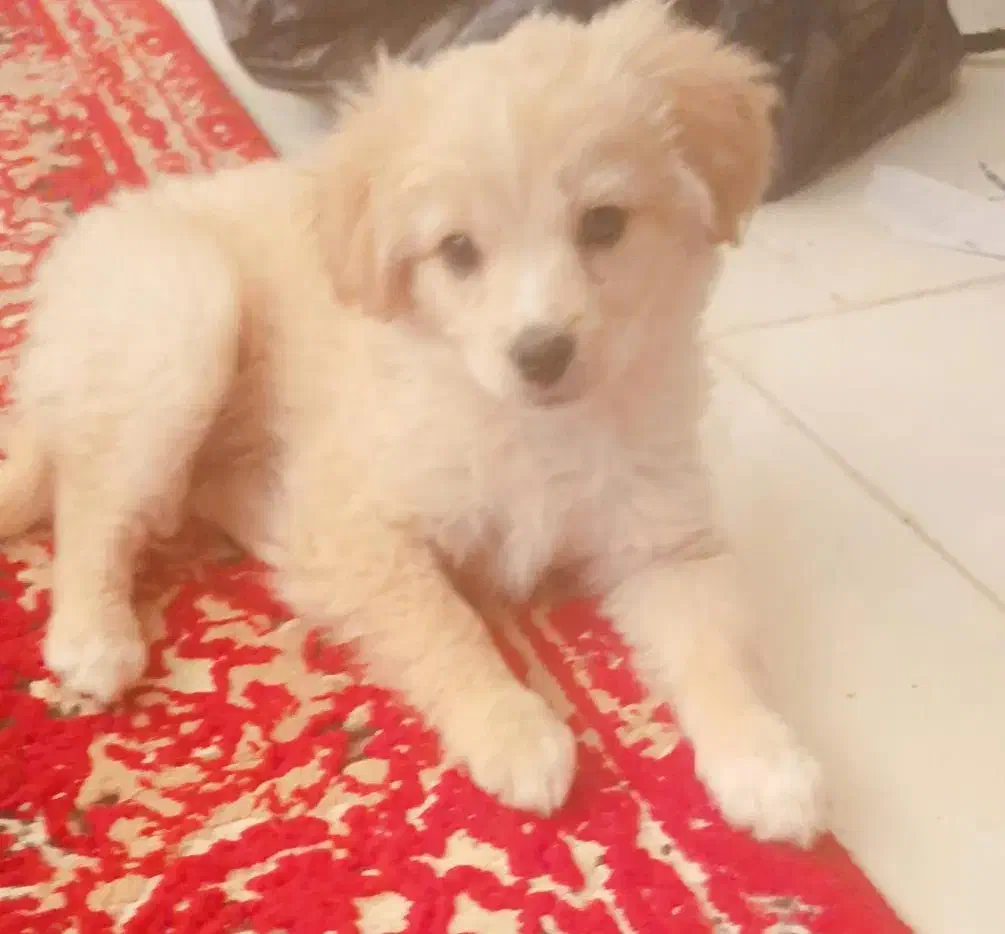 سگ پاکوتاه|سگ|یزد, |دیوار