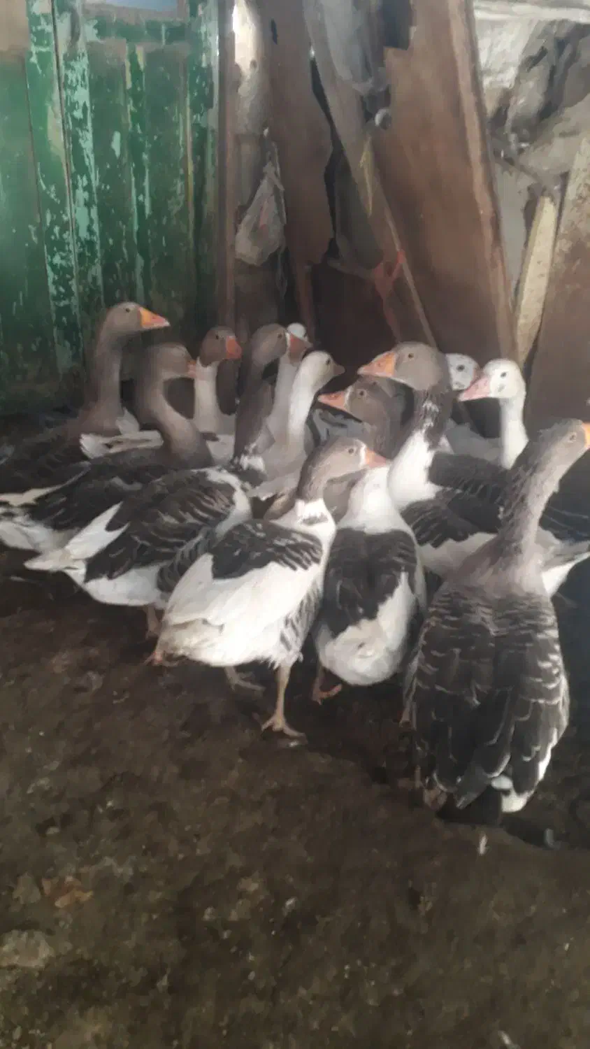 فروش غاز|حیوانات مزرعه|رزن, |دیوار