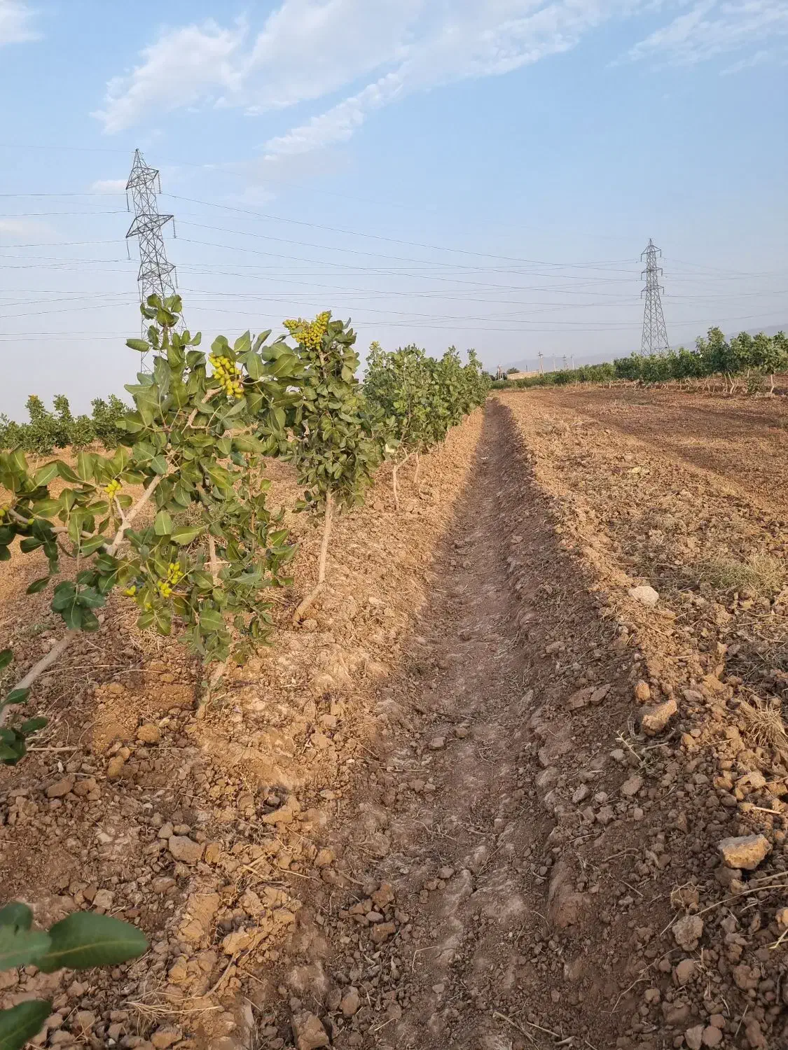 باغ پسته ۲هکتارد ۱۰ ساله|فروش دفتر صنعتی، کشاورزی، تجاری|بوئین زهرا, |دیوار