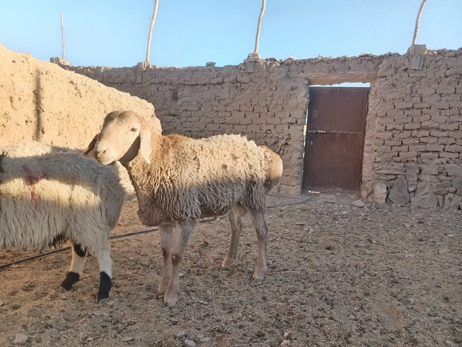 بره نر سفت چاق|حیوانات مزرعه|درمیان, |دیوار