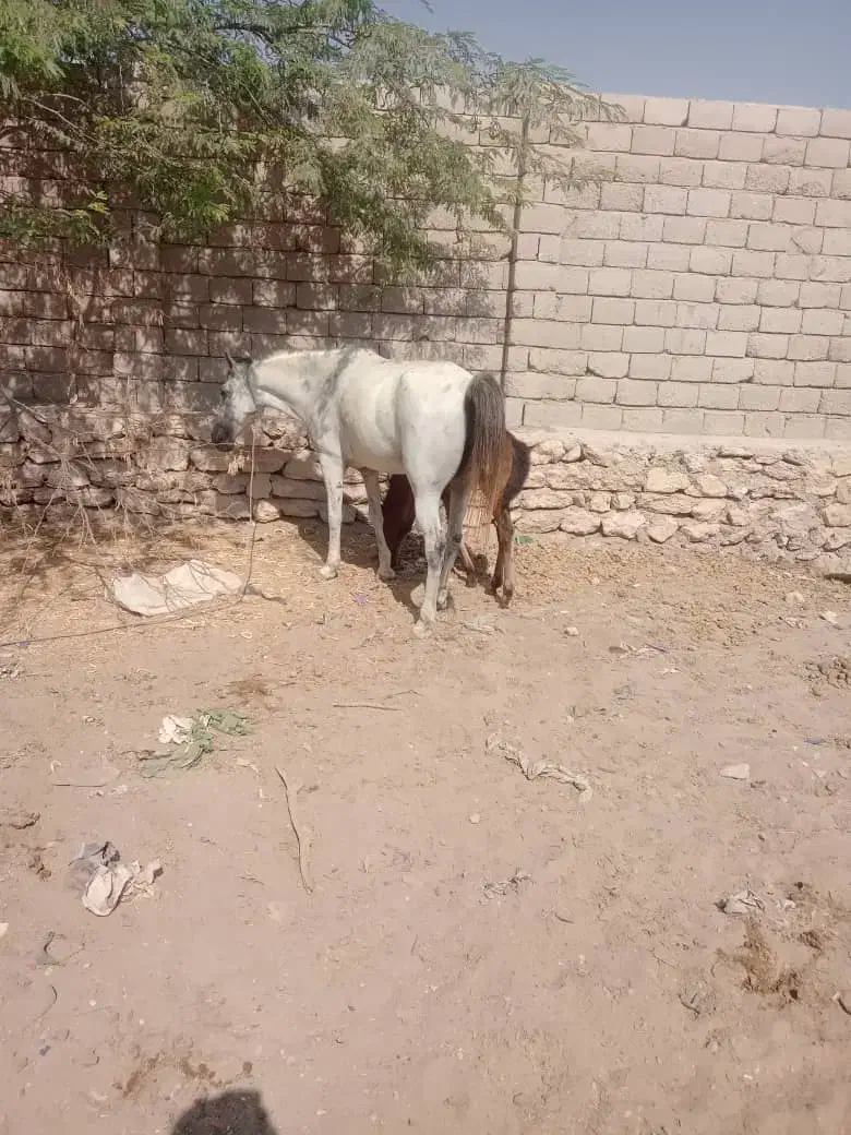 اسب مادیان ارام|اسب و تجهیزات اسب‌سواری|قشم, |دیوار