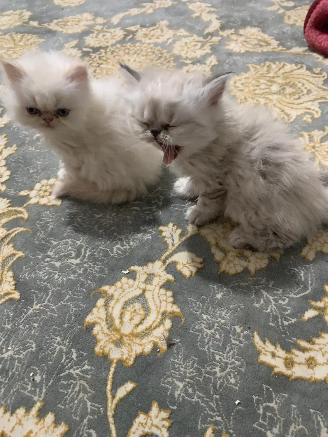 گربه|گربه|جوانرود, |دیوار