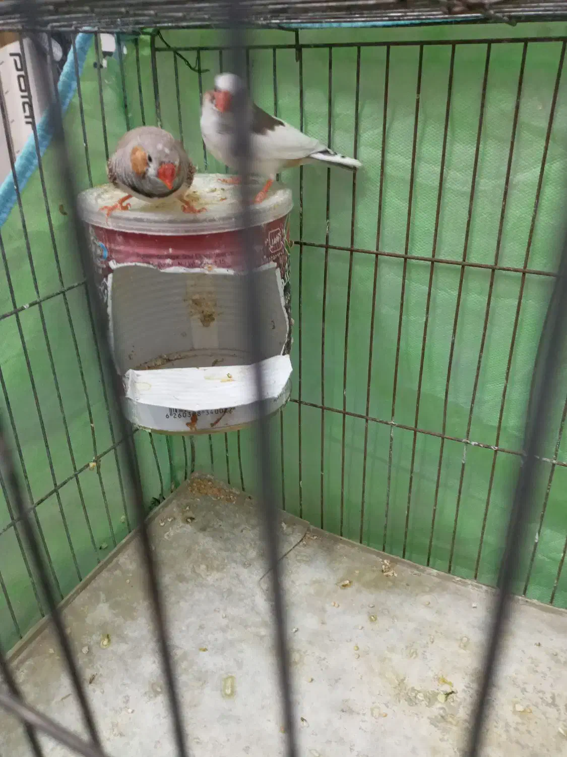 فنچ|پرنده|زاهدان, |دیوار