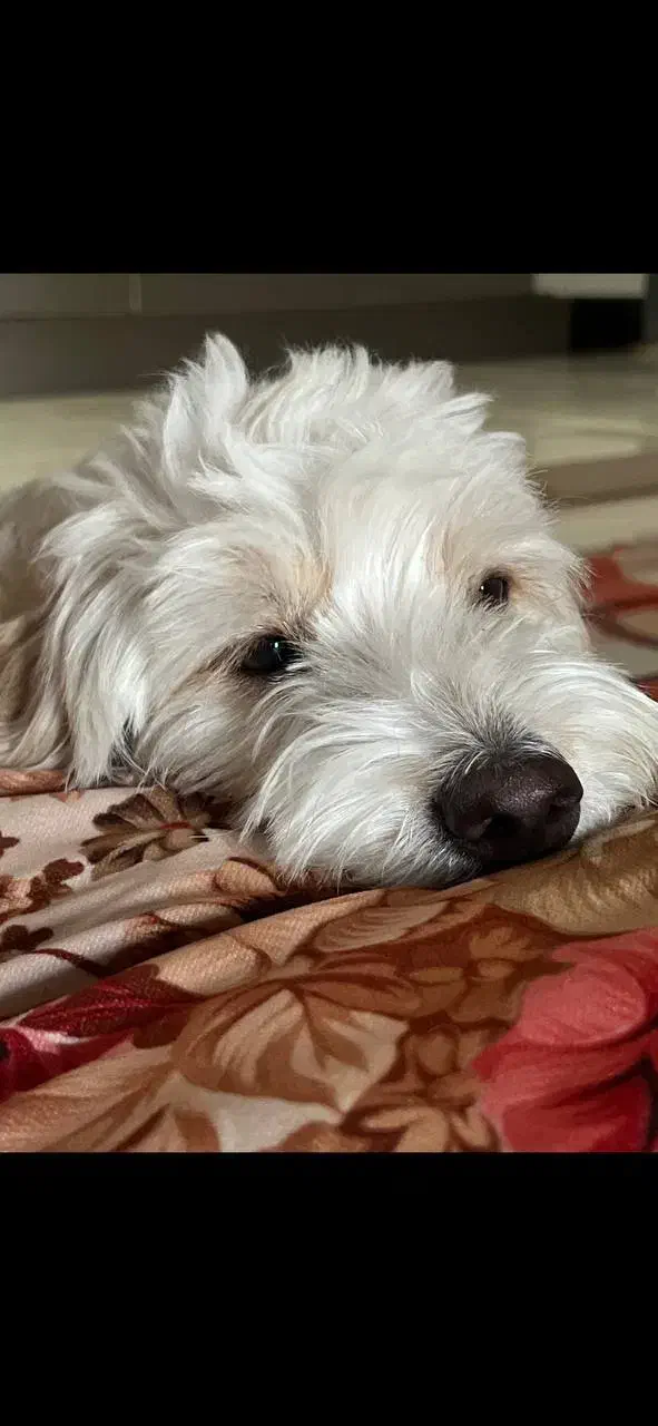 واگذاری سگ|سگ|سمنان, |دیوار