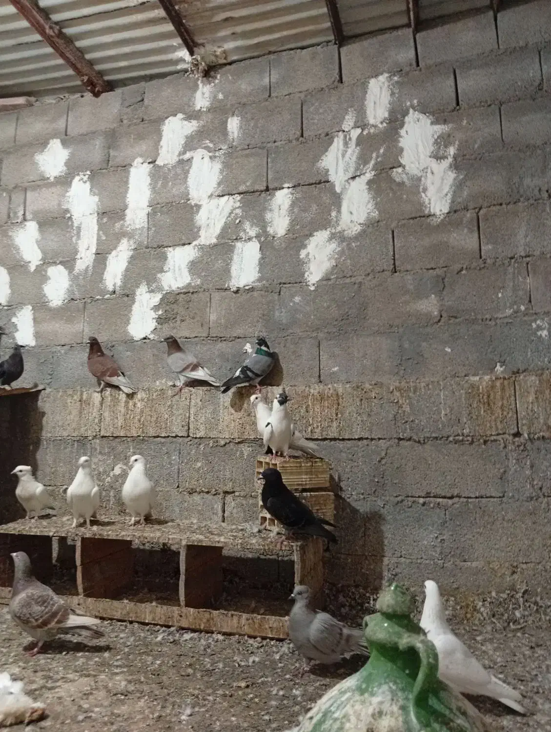 فروش کبوتر|پرنده|بندر دیر, |دیوار