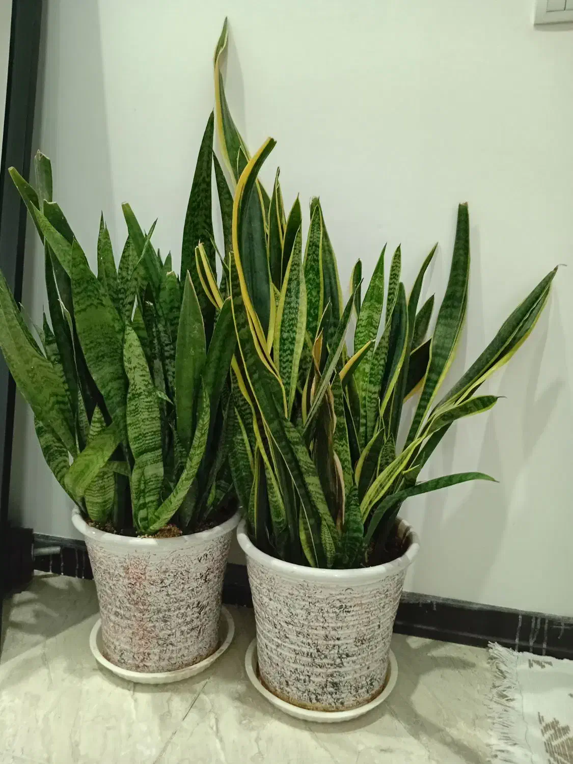 کاج مطبق و سانسوریا|گل و گیاه طبیعی|هشتگرد, فاز ۱ مهستان|دیوار