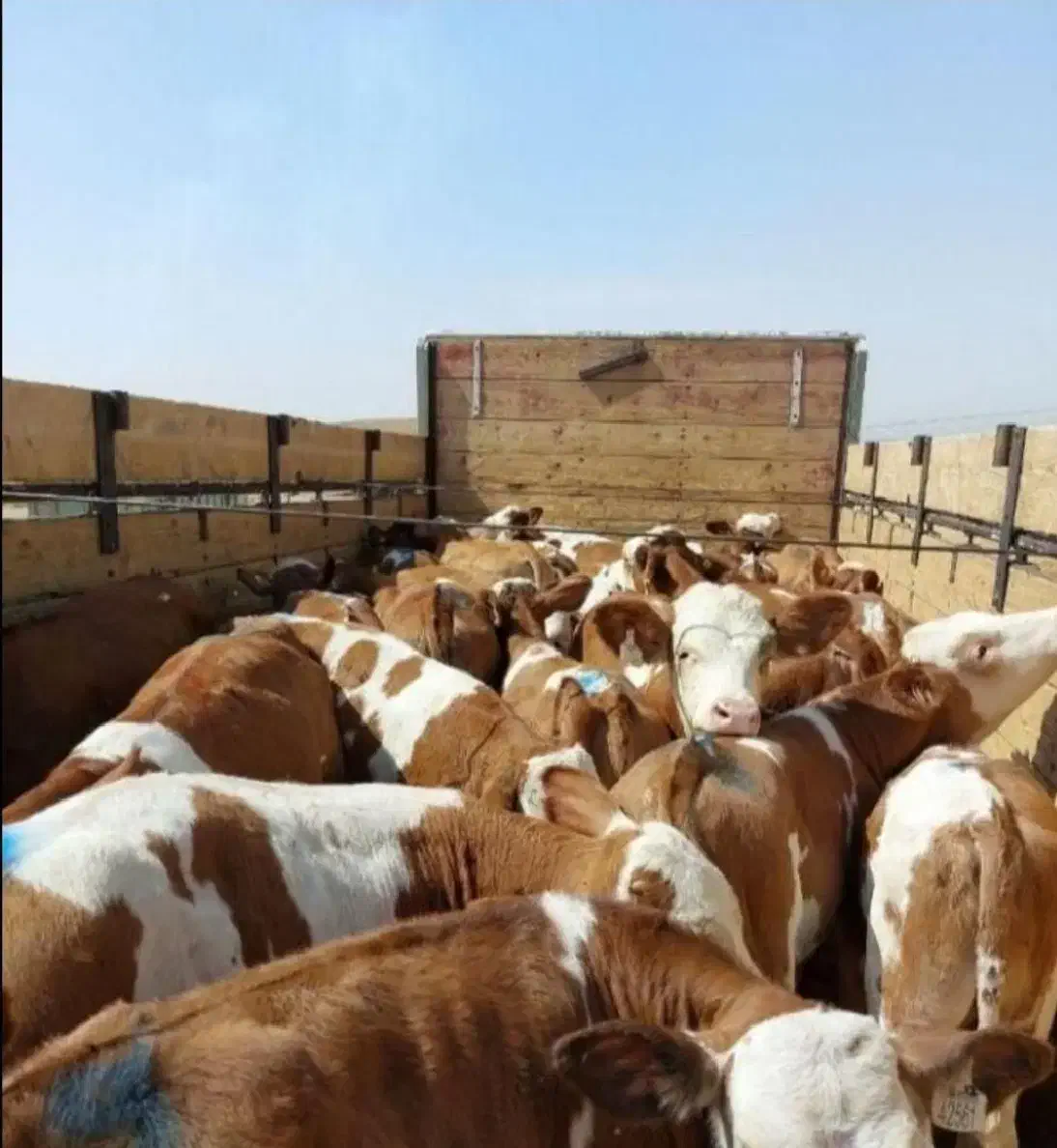 تولید و تهیه عرضه گوساله های پرواری|حیوانات مزرعه|یزد, |دیوار