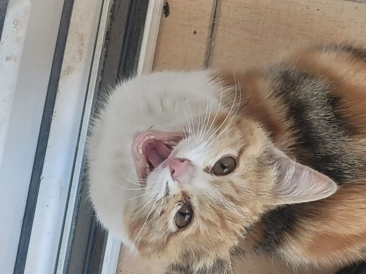 گربه خانگی|گربه|خمینی‌شهر, |دیوار