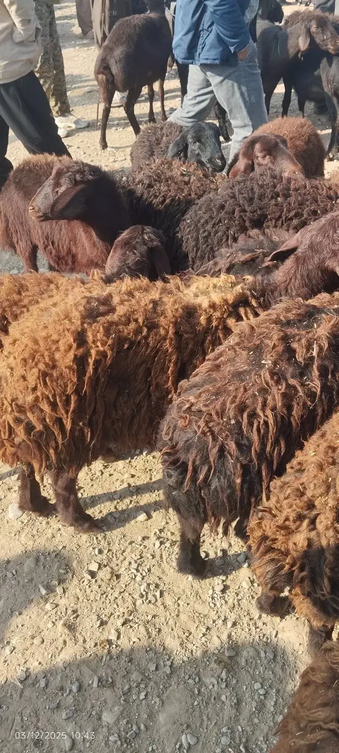 18راس بره ماده|حیوانات مزرعه|باروق, |دیوار