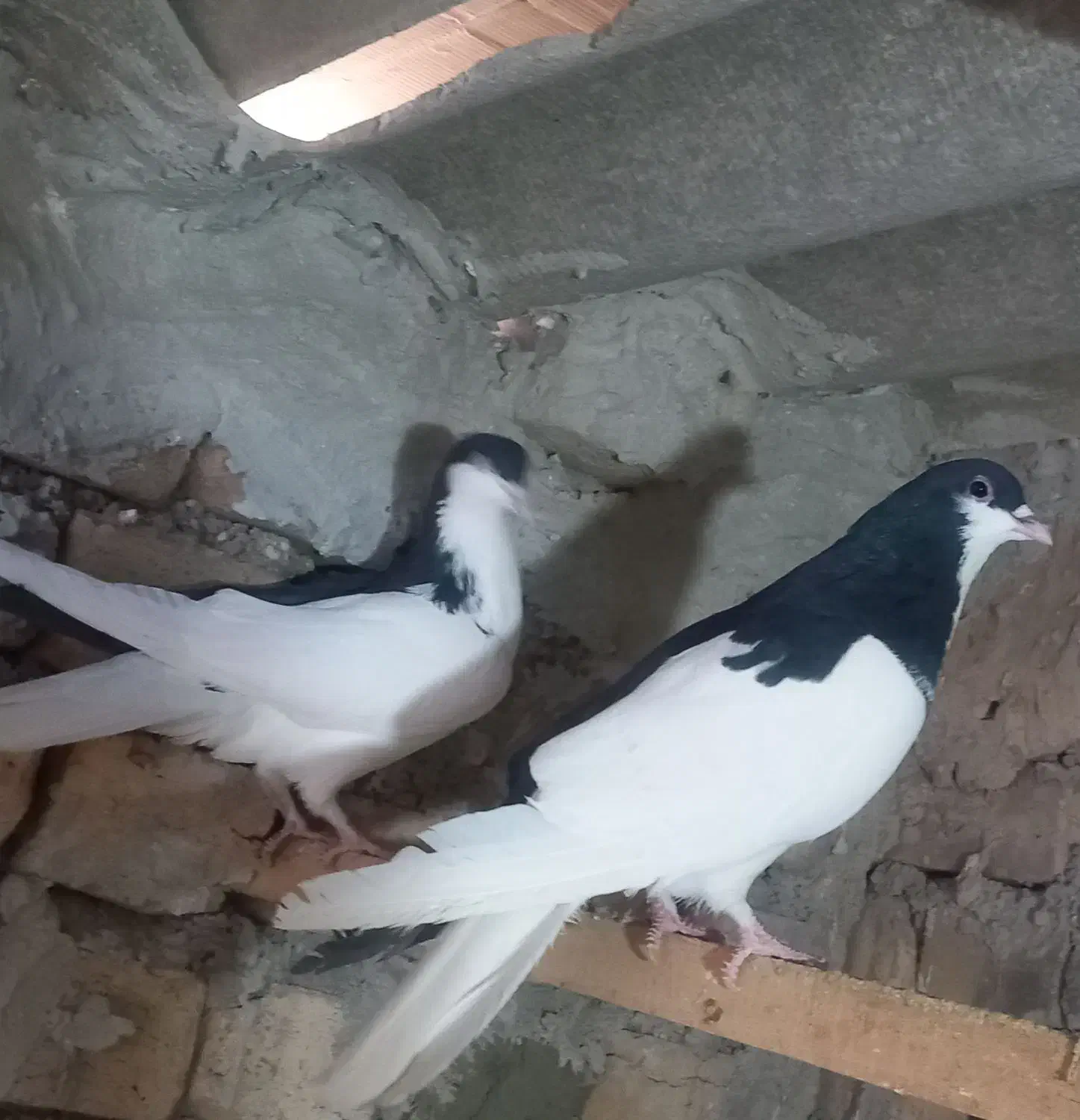 یه جفت چپ|پرنده|بوئین زهرا, |دیوار