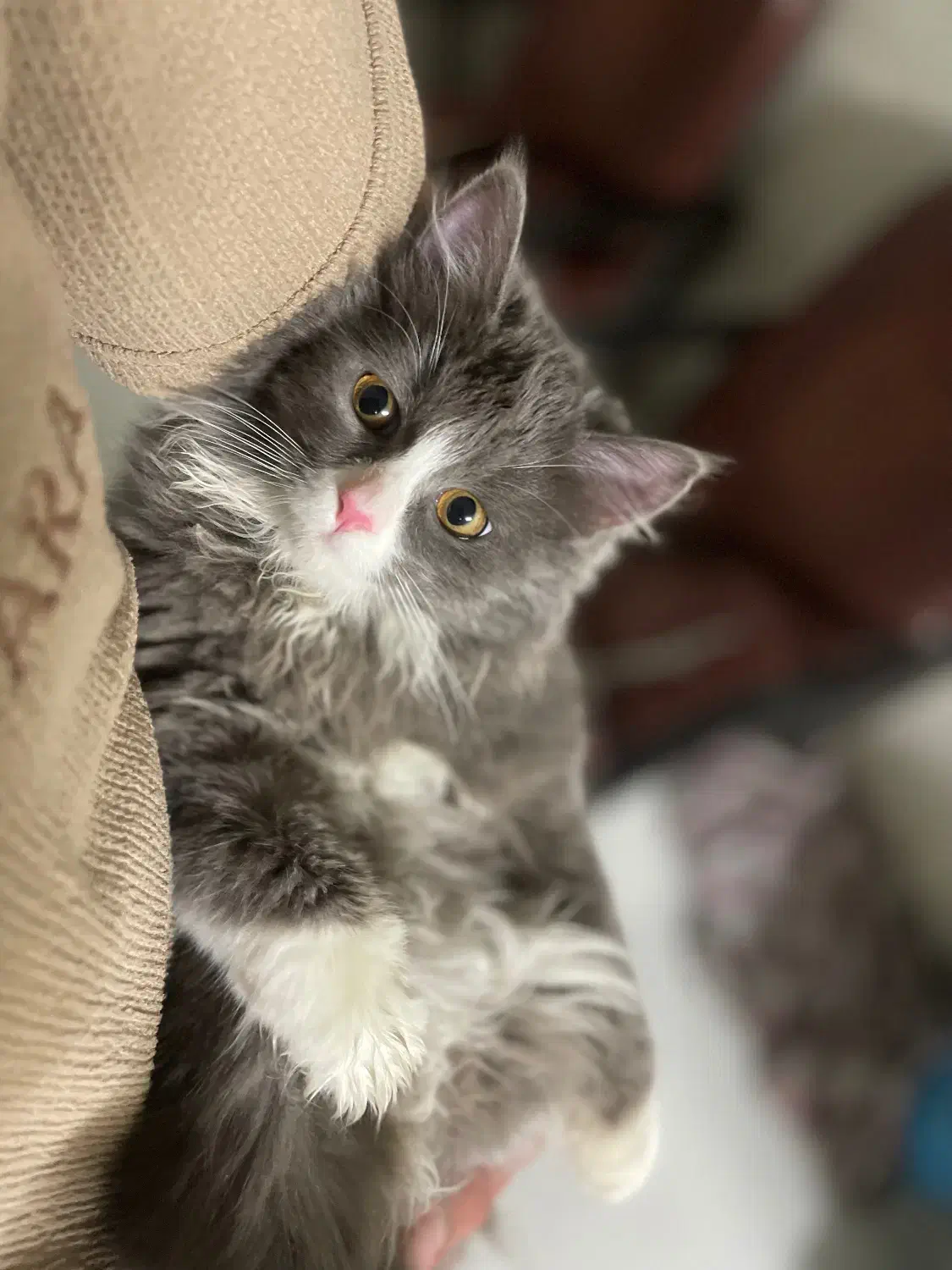 گربه گمشده|گربه|حمیدیا, |دیوار