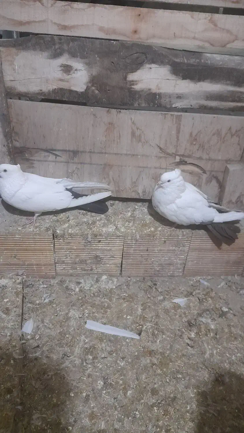 کبوتر کله رنگی و دم رنگی|پرنده|جلفا, |دیوار