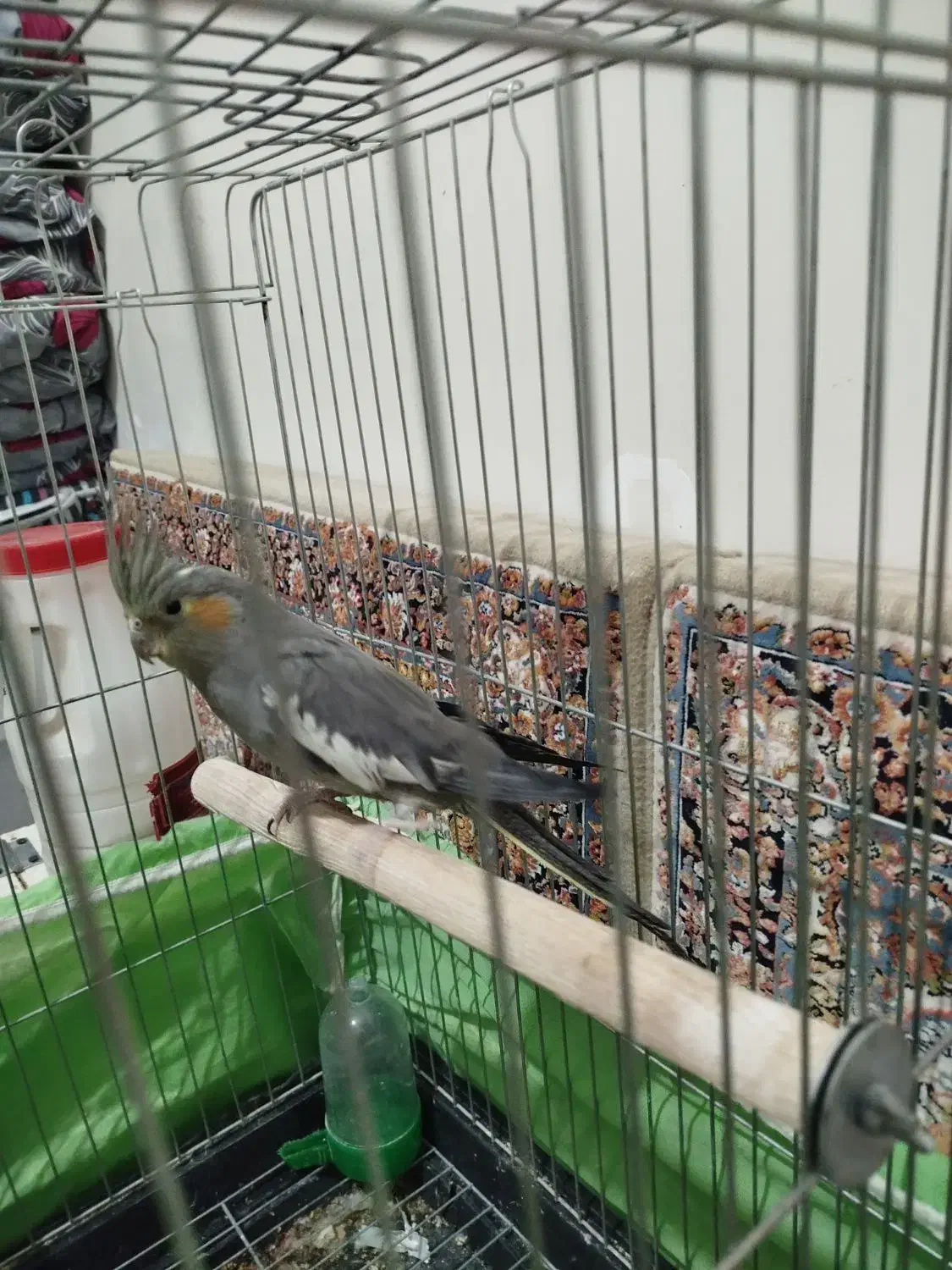 عروس هلندی|پرنده|الوند, |دیوار