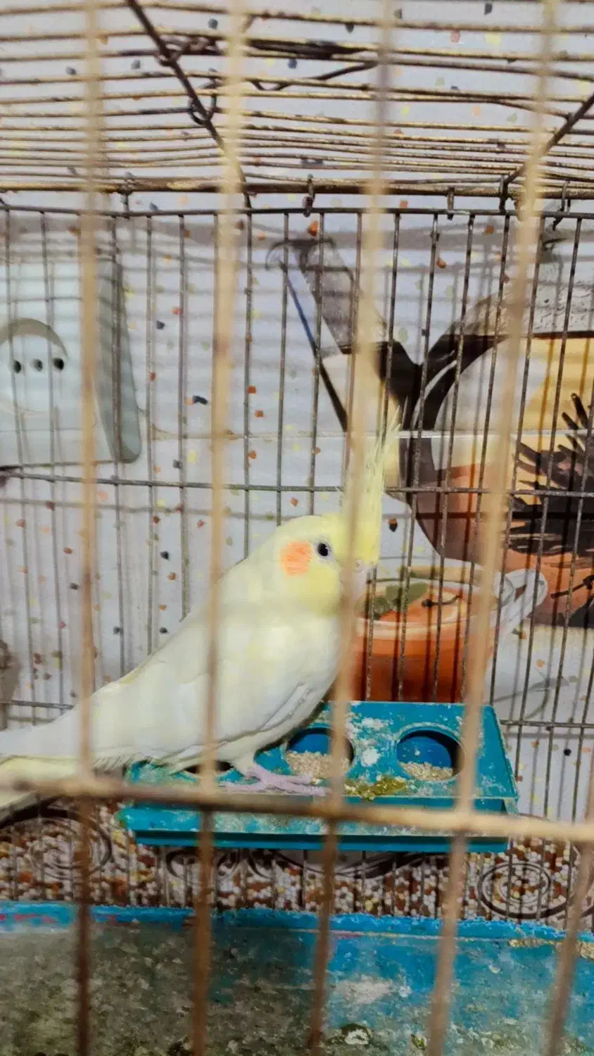 عروس هلندی|پرنده|مزرعه کتول, |دیوار