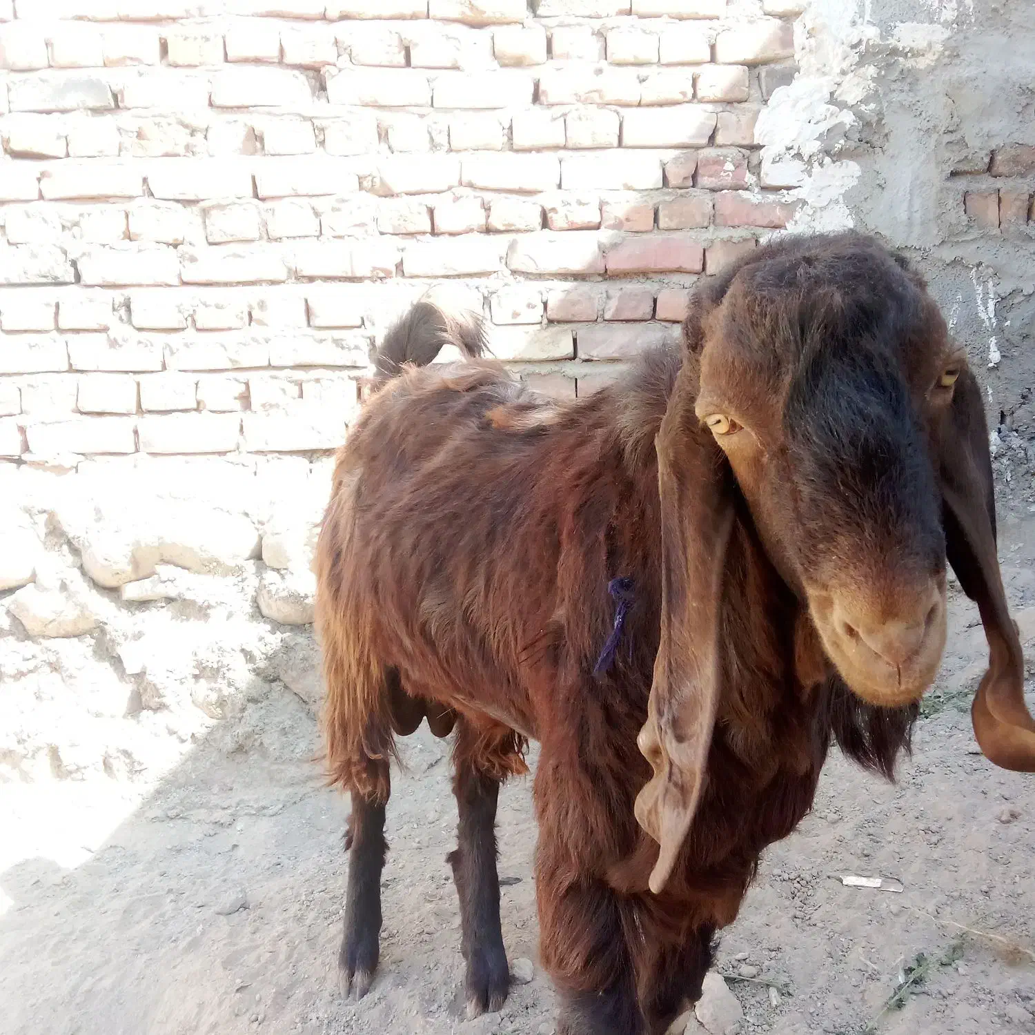 گوسفند فروشی مری نر|حیوانات مزرعه|خاش, |دیوار