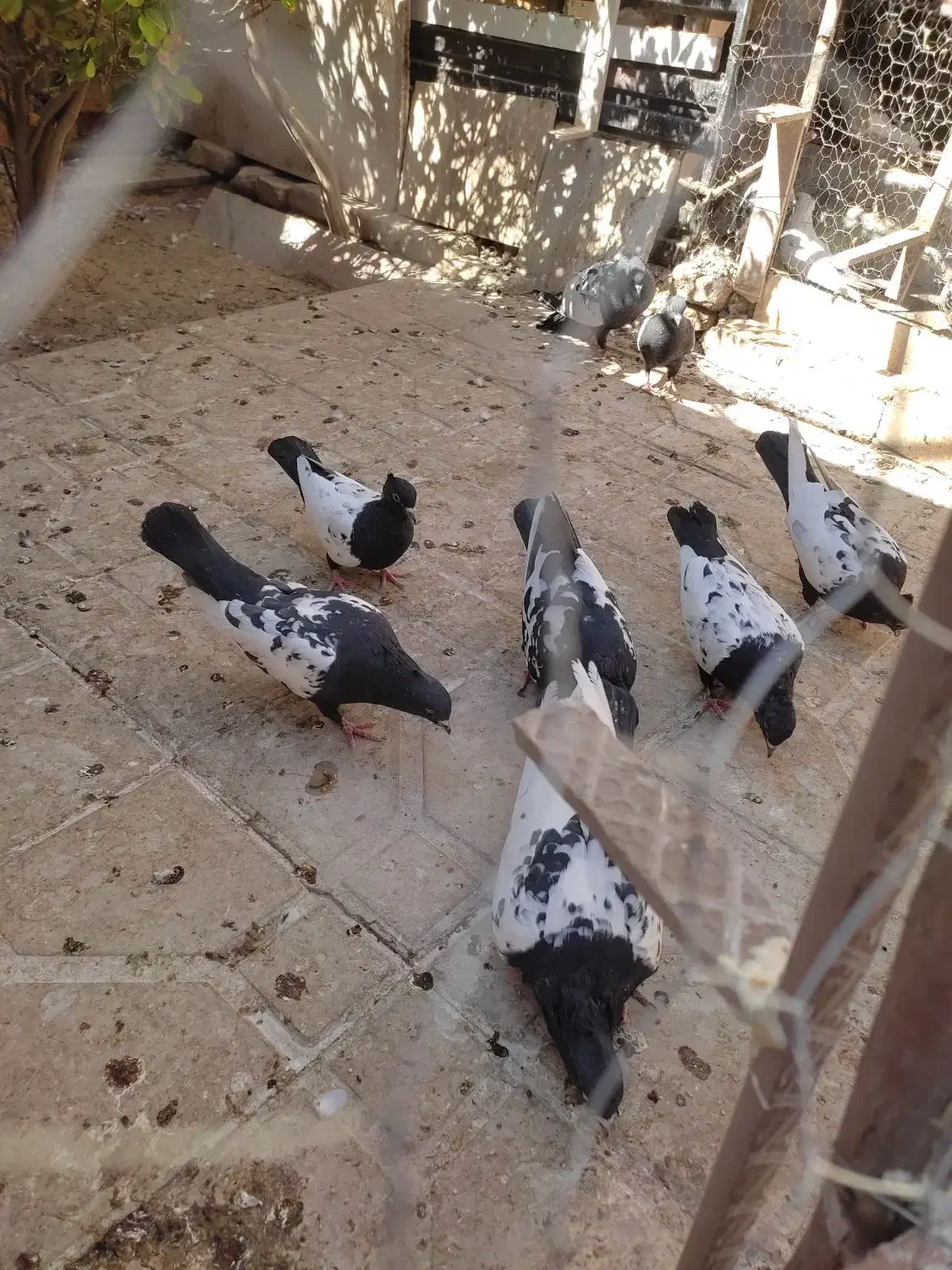 کبوتر سینه سیاه|پرنده|فسا, |دیوار