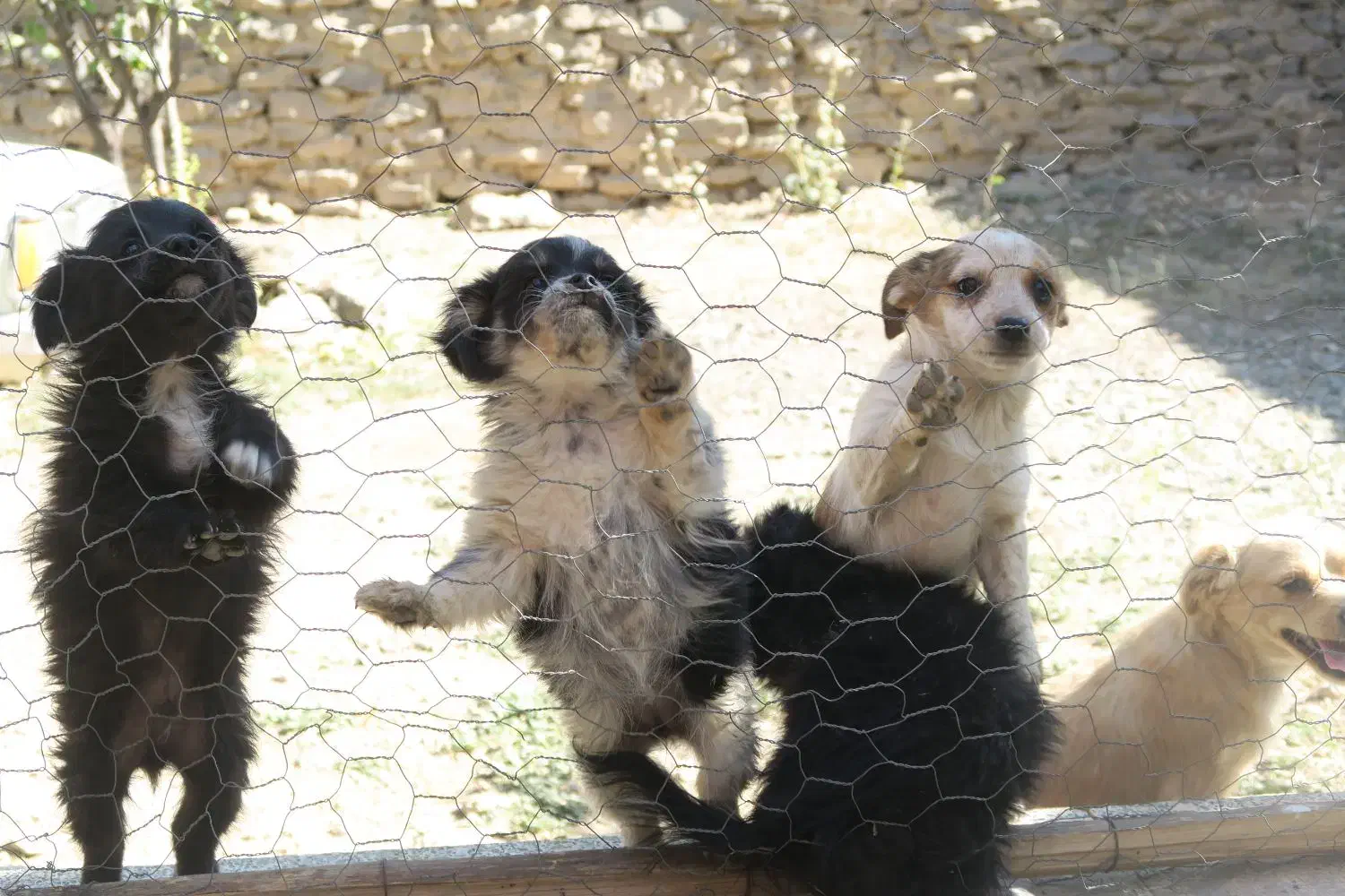 تول ۴ ماهه|سگ|ملایر, |دیوار