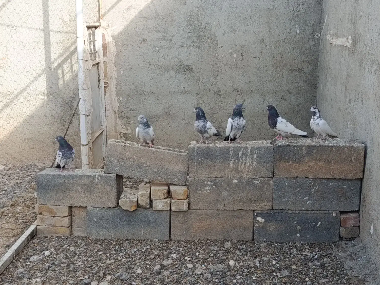 کله دم سبز|پرنده|بهار, |دیوار