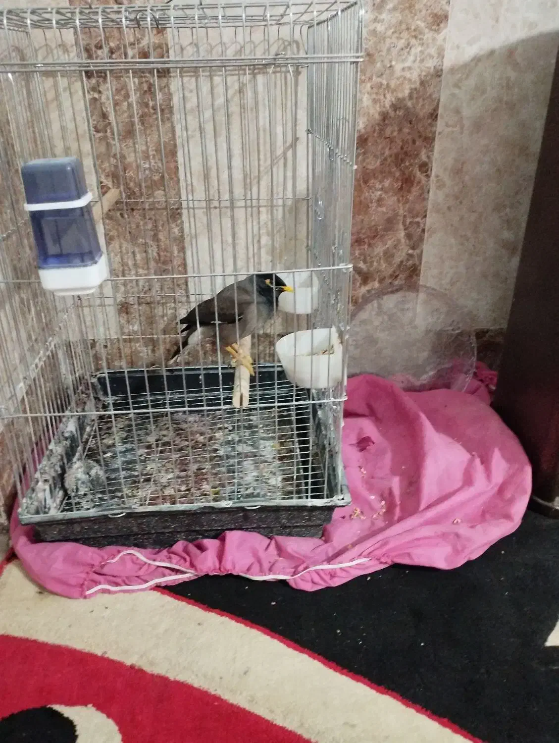 مینا سخنگو|پرنده|شیراز, شاپورجان|دیوار