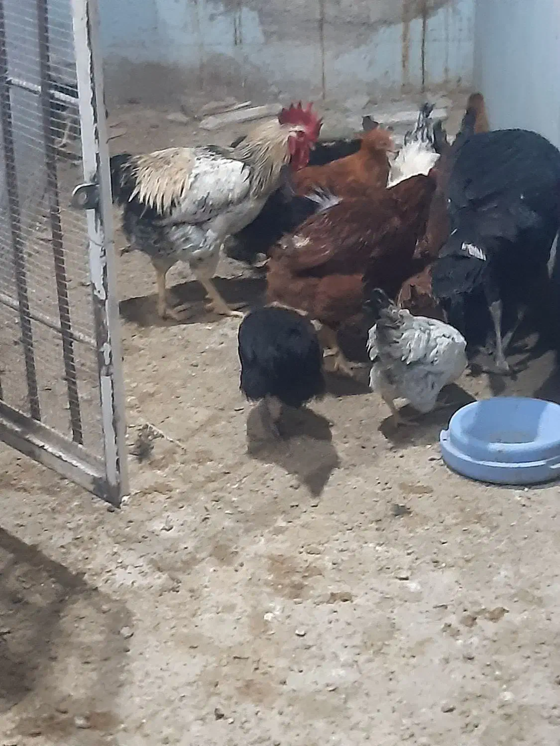 مرغ خروس|حیوانات مزرعه|کرمان, |دیوار