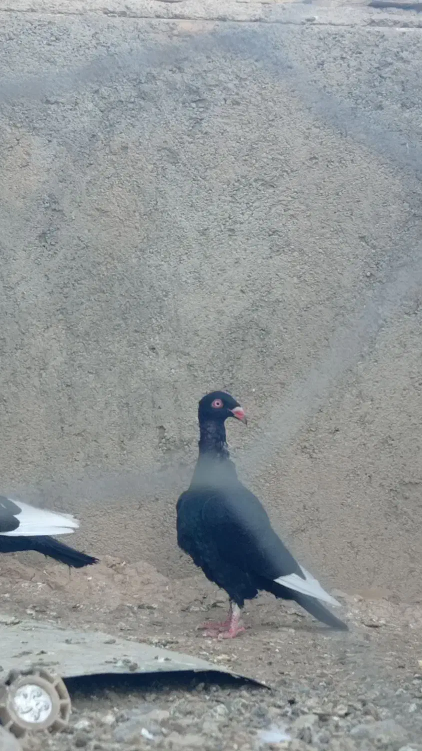 دنش|پرنده|جوین, |دیوار