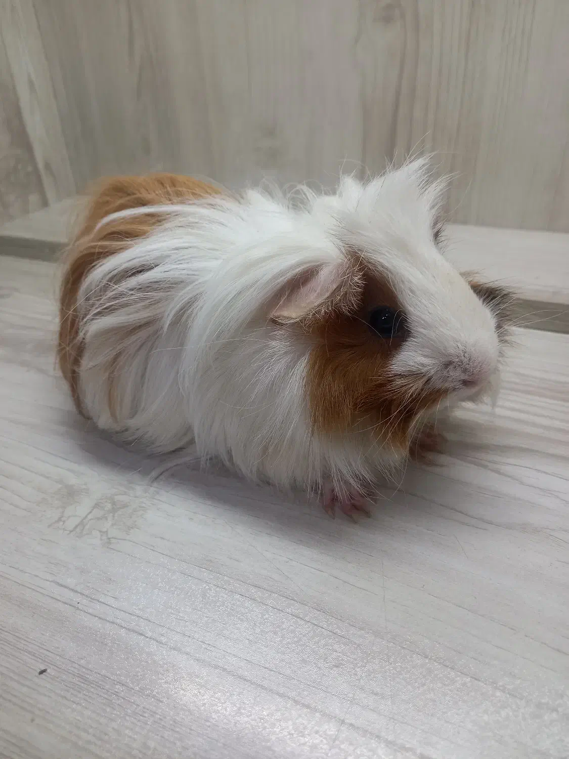 خوکچه هندی ماده|موش و خرگوش|اندیشه, اندیشه فاز ۵|دیوار