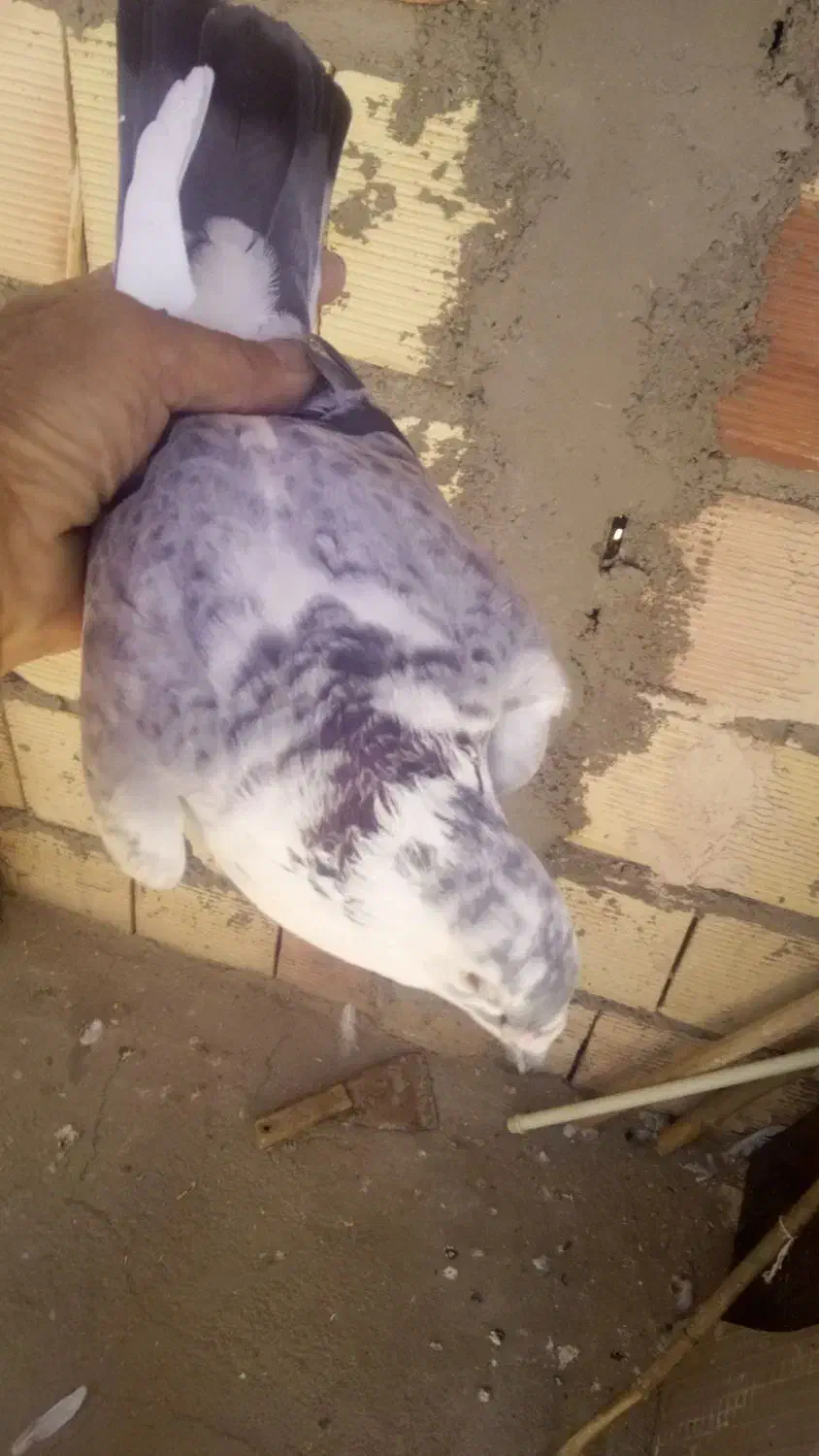 گمشده کفتر|حیوانات|نیشابور, مازول|دیوار