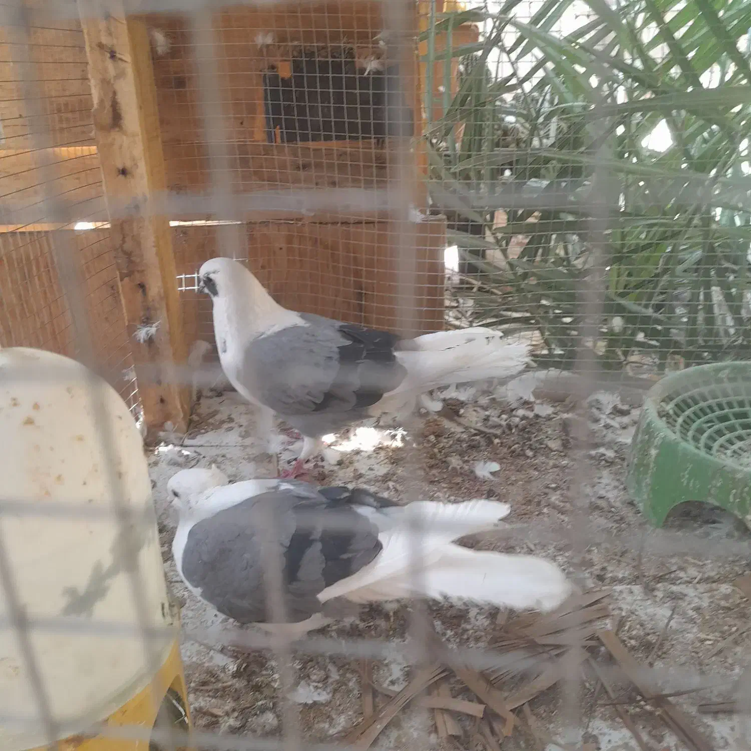 کبوتر پشت سبر|پرنده|بم, |دیوار