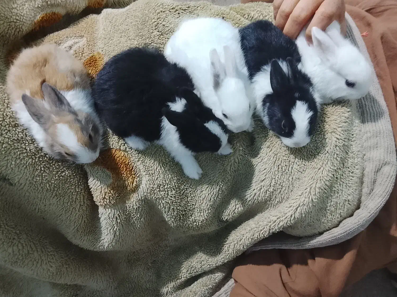 ۸عدد خرگوش کوچولو|موش و خرگوش|برازجان, |دیوار