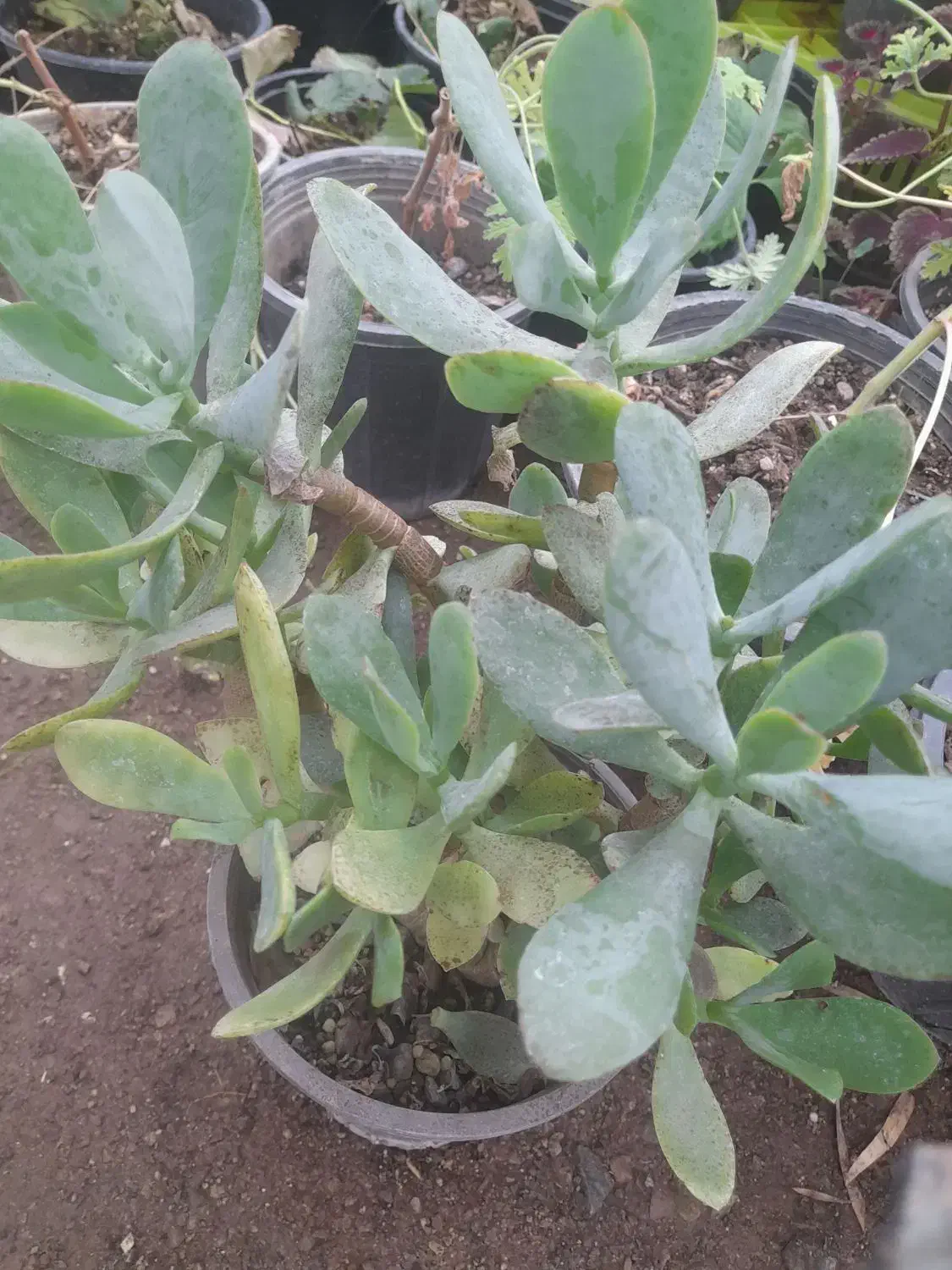 تعدادی گل طبیعی|گل و گیاه طبیعی|زنجان, |دیوار