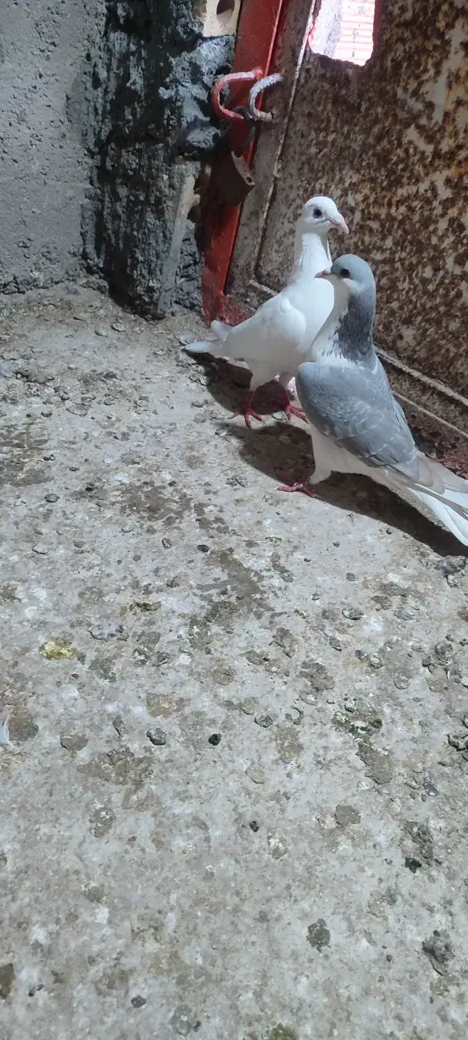 کفتر|پرنده|نگین شهر, |دیوار