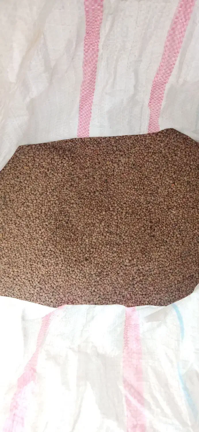 عدس(نوژی)|خوردنی و آشامیدنی|کوهدشت, |دیوار