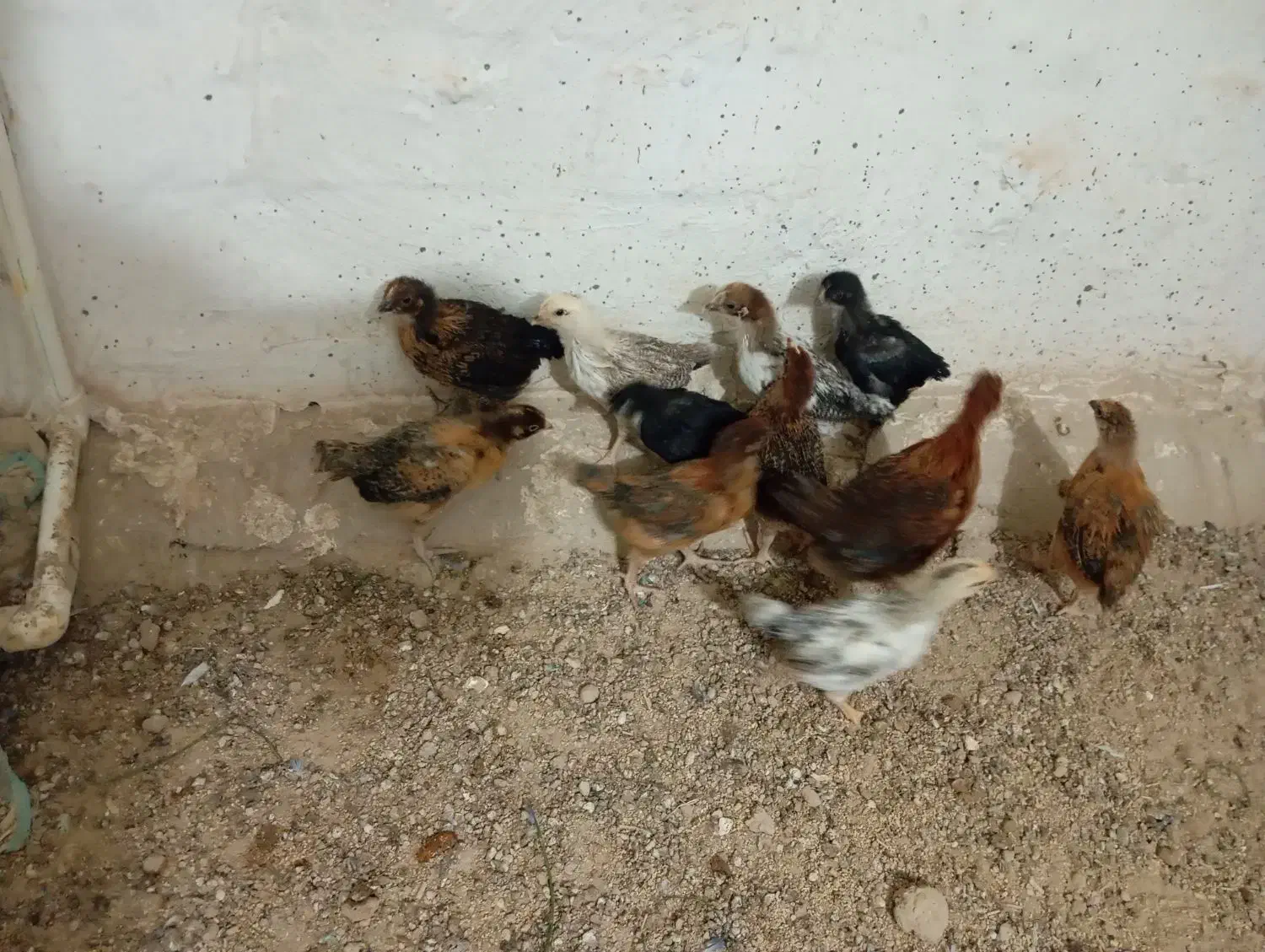 جوجه مرغ خورموج|حیوانات مزرعه|خورموج, |دیوار