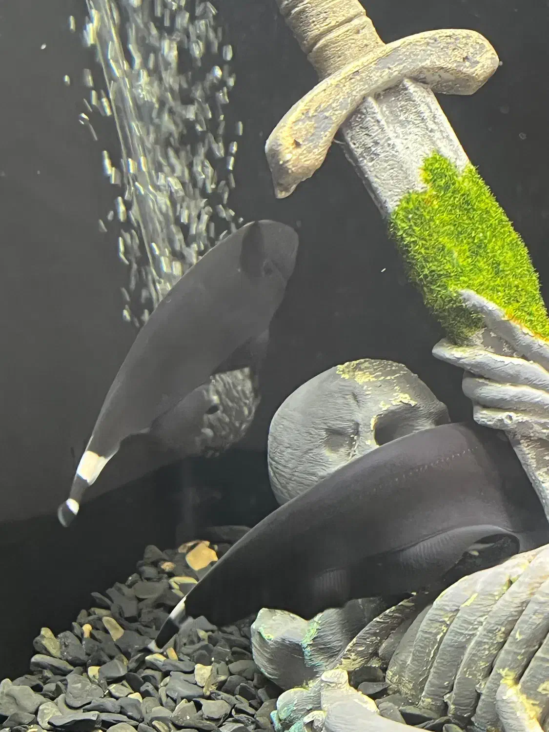 ماهی بلک قوست|ماهی|پاکدشت, پاکدشت (مامازند)|دیوار