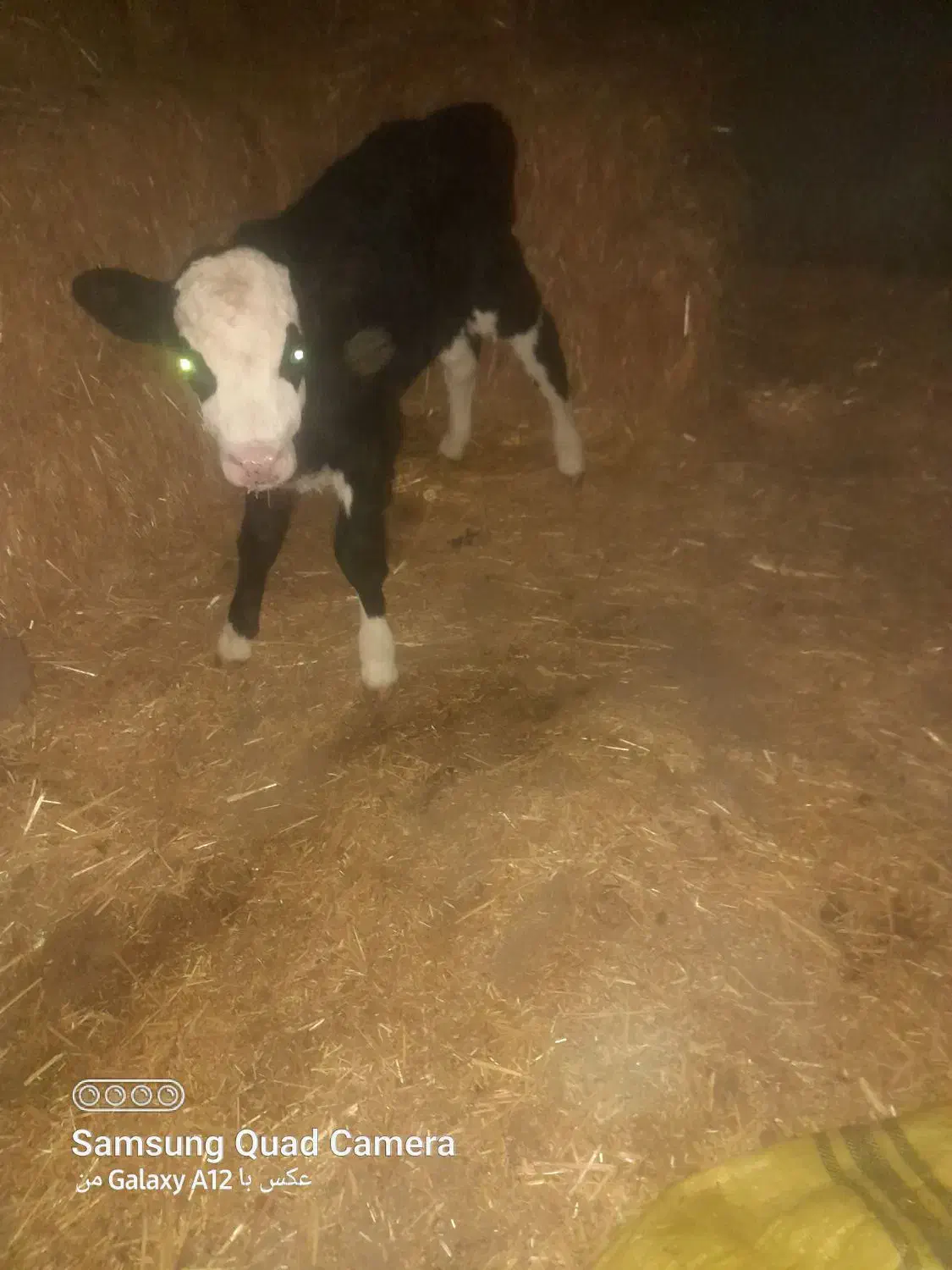 گوساله شیری|حیوانات مزرعه|نصر آباد, |دیوار