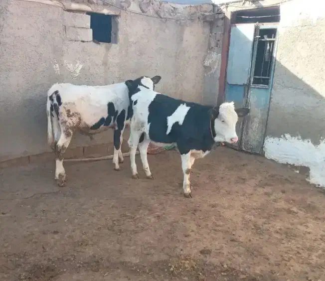 پنج راس گوساله نر سیمینتال 350|حیوانات مزرعه|سیوان, |دیوار